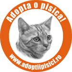 Adoptaţi o pisicuţă ca mine