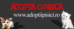 Adoptii pisici