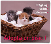 Adopta un pisic