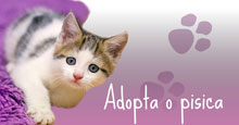 Adopta o pisica