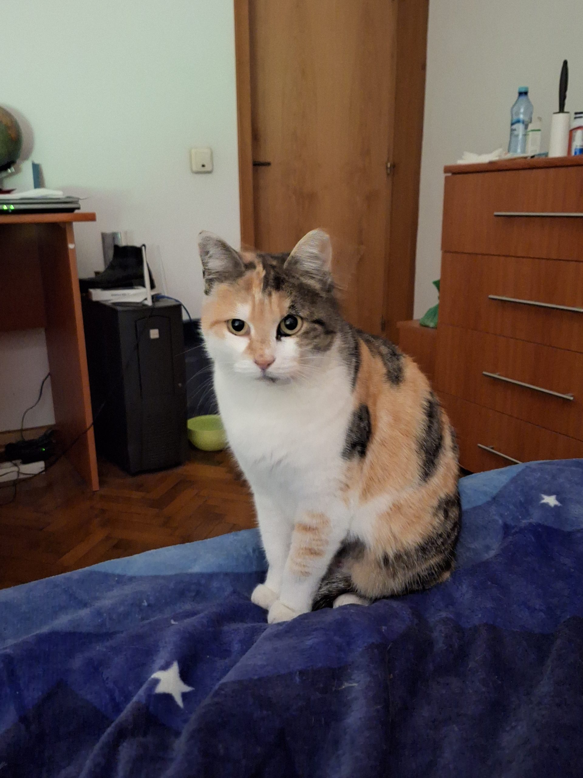 Pisica calico/tricolora