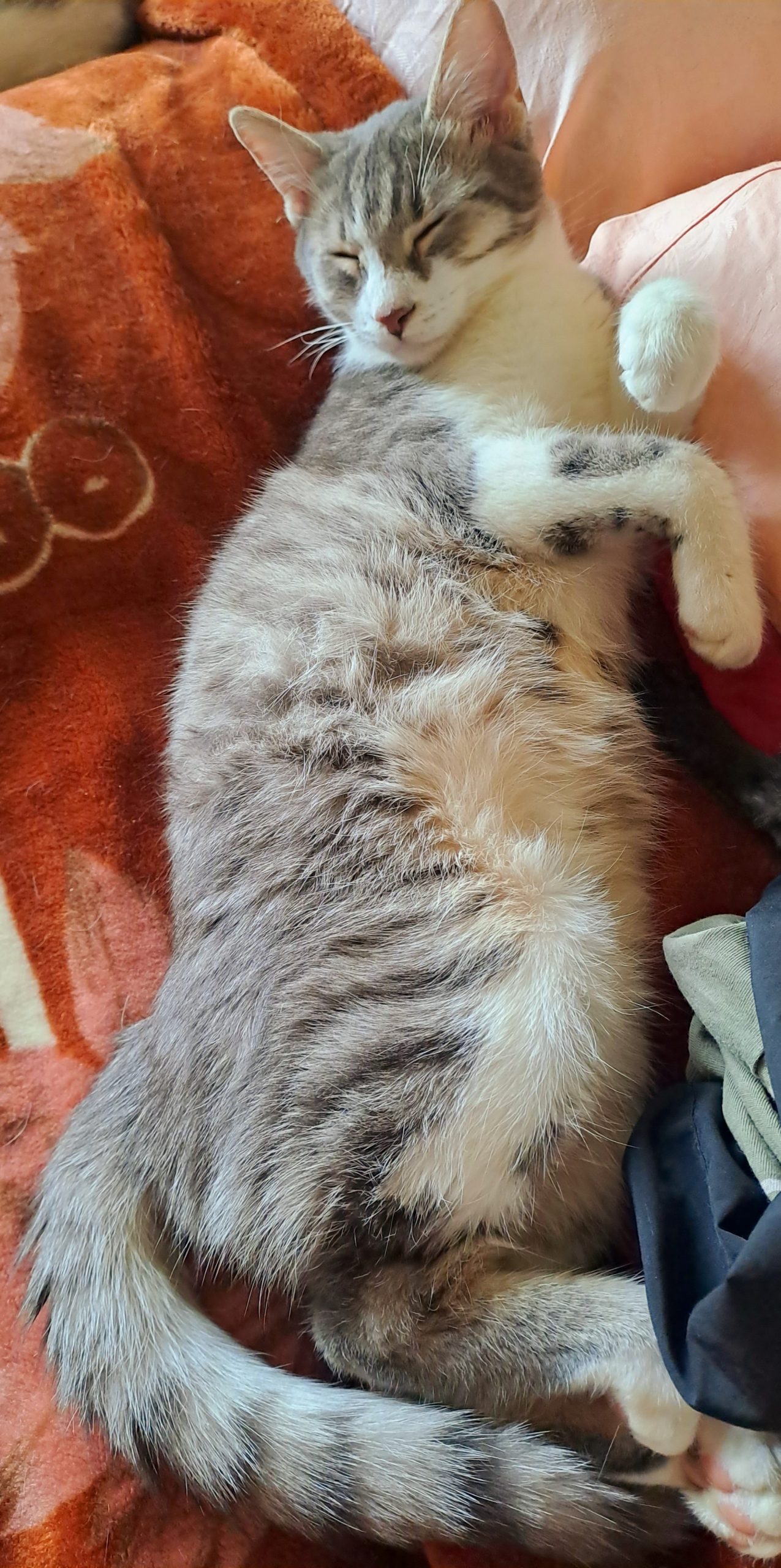 Europeană