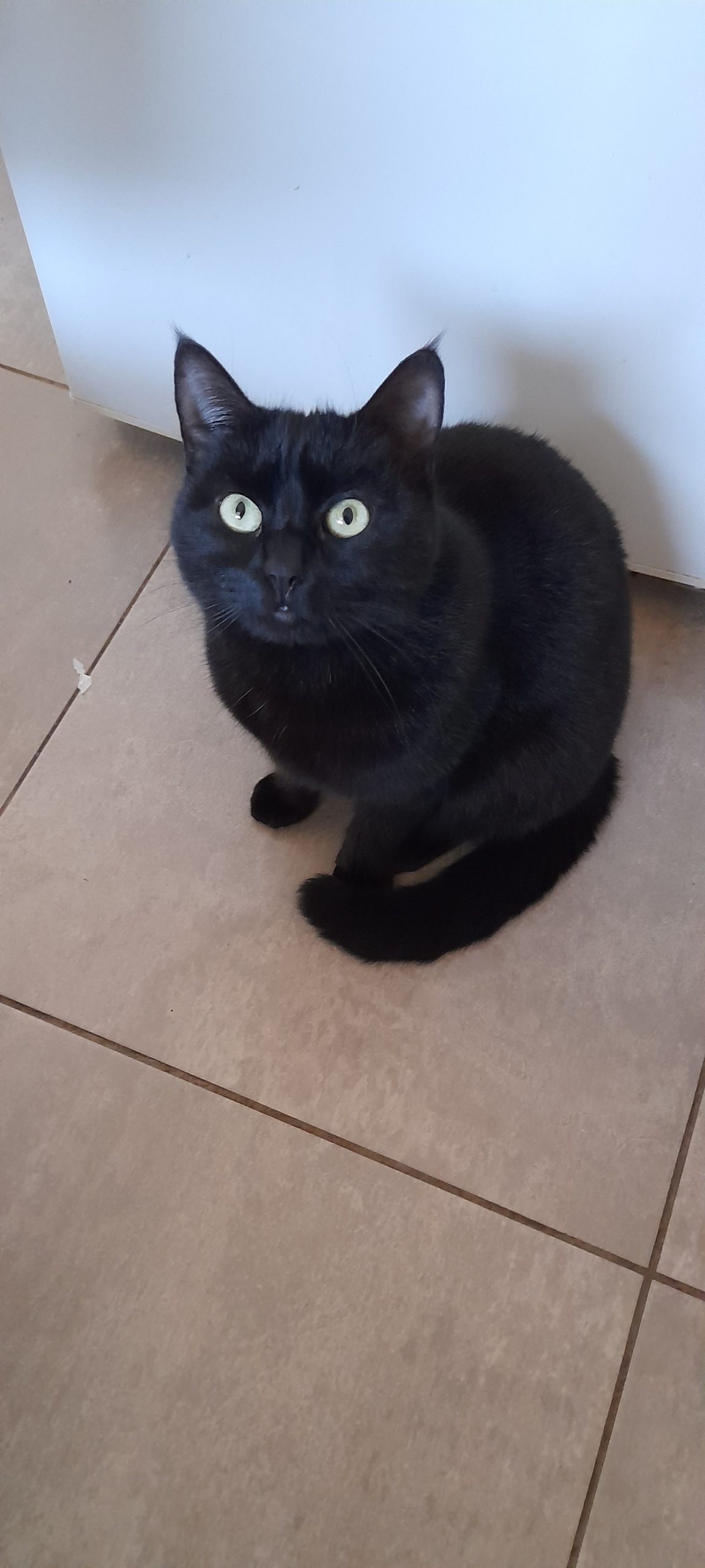 Blaky
