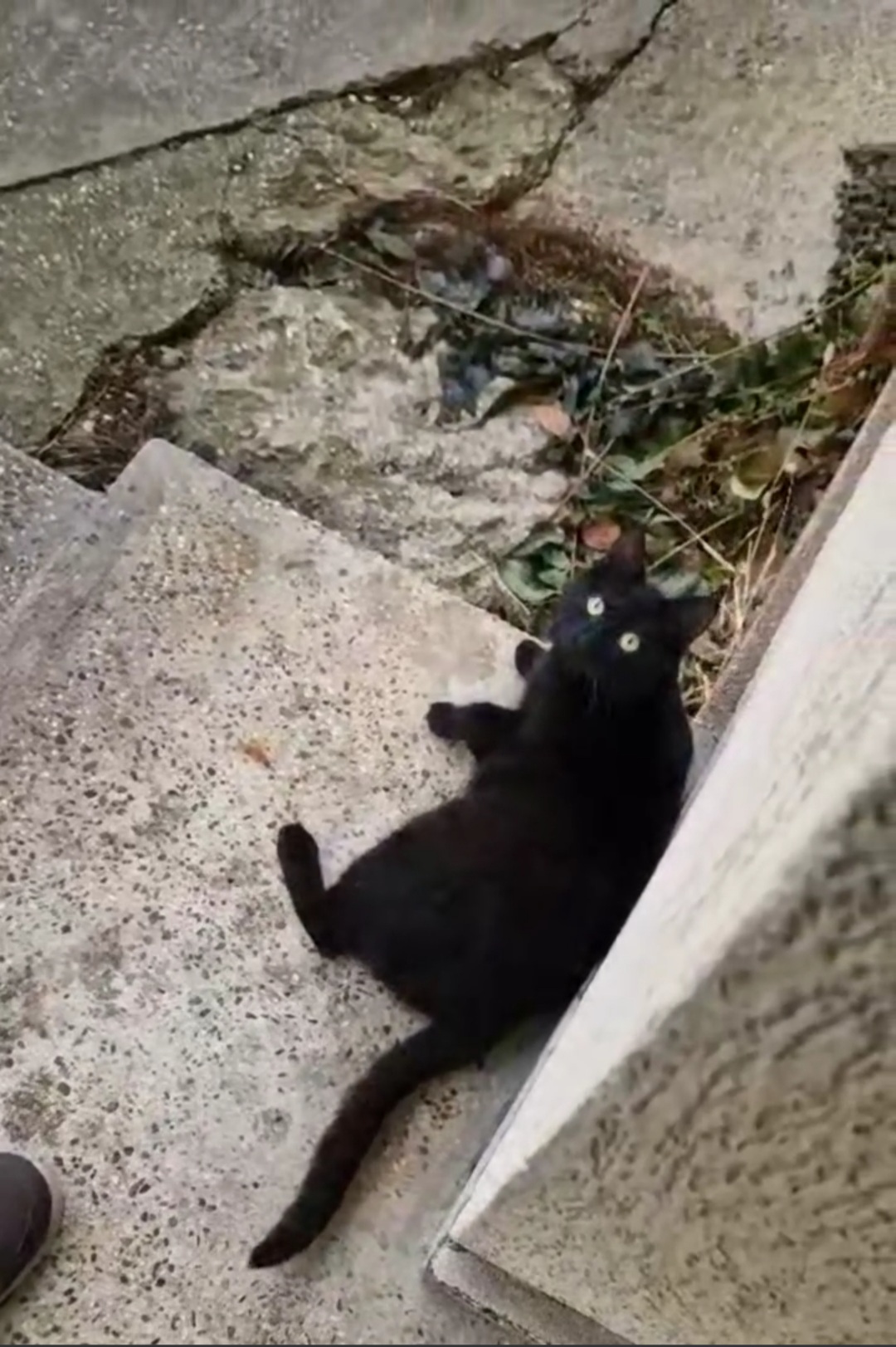 Mițucu negru drăgălaş