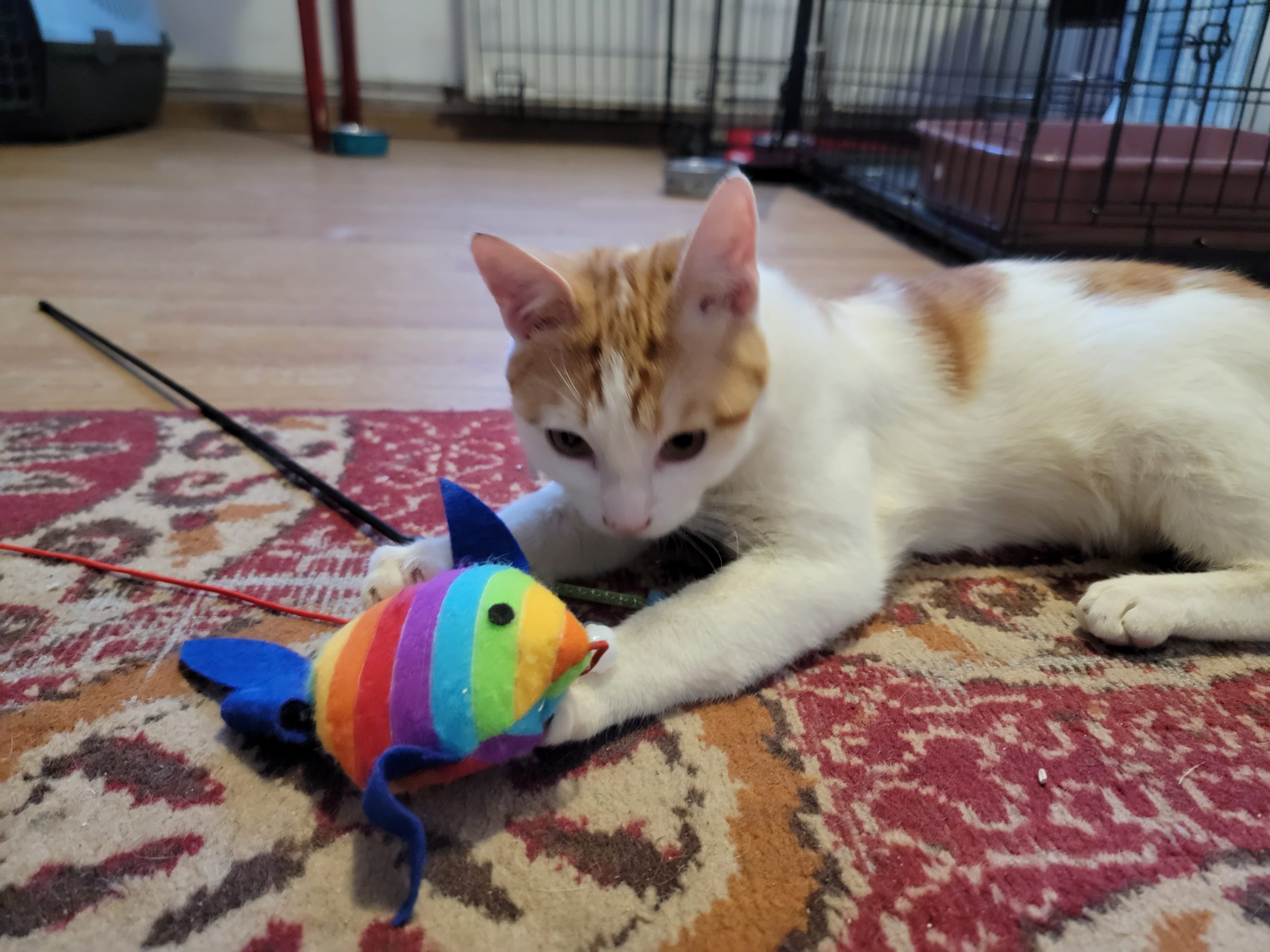Mango si Martisor –  Motanei de 6 luni pentru adoptie