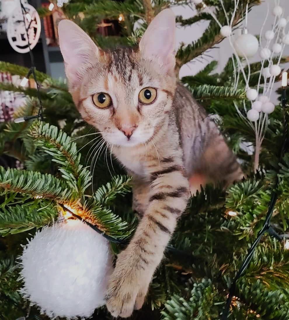 Luna