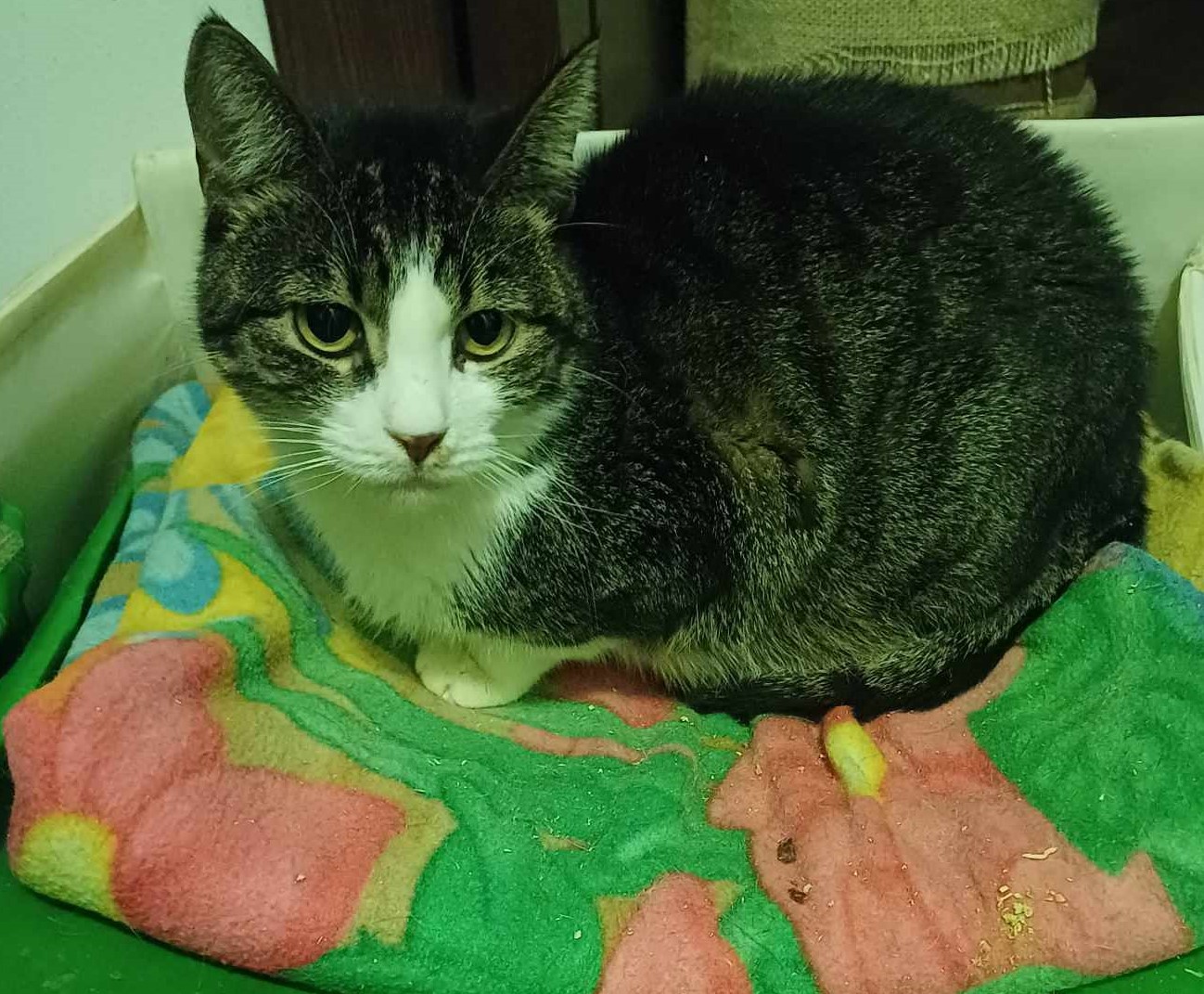 Cleo