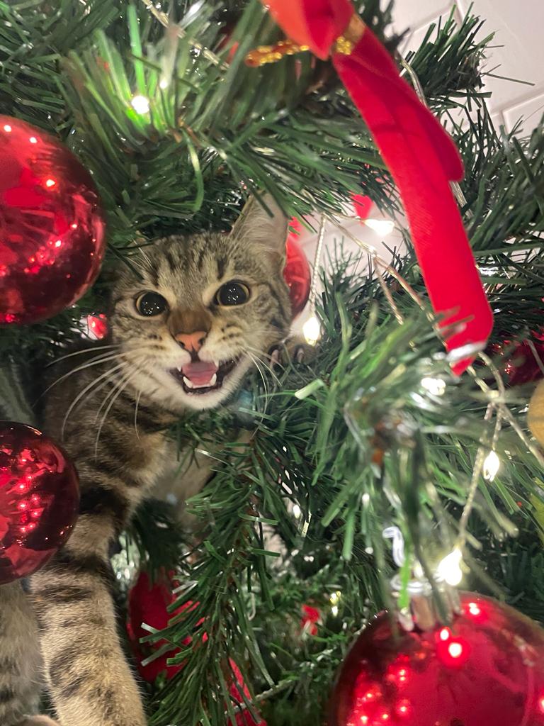 Adopta pe tigroaica