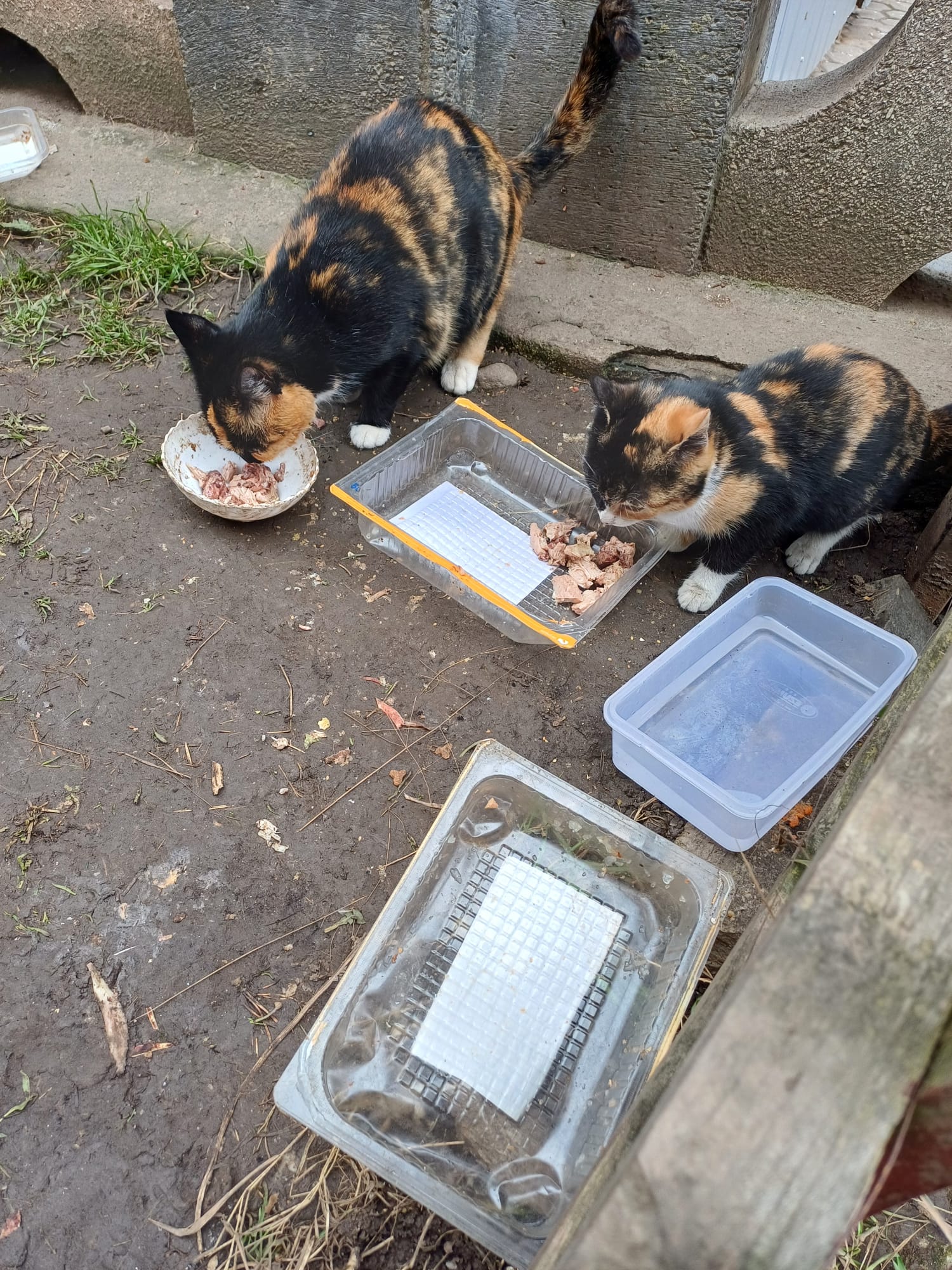 Doua suflete: mama si fiica se lupta cu frigul din Sfantu Gheorghe