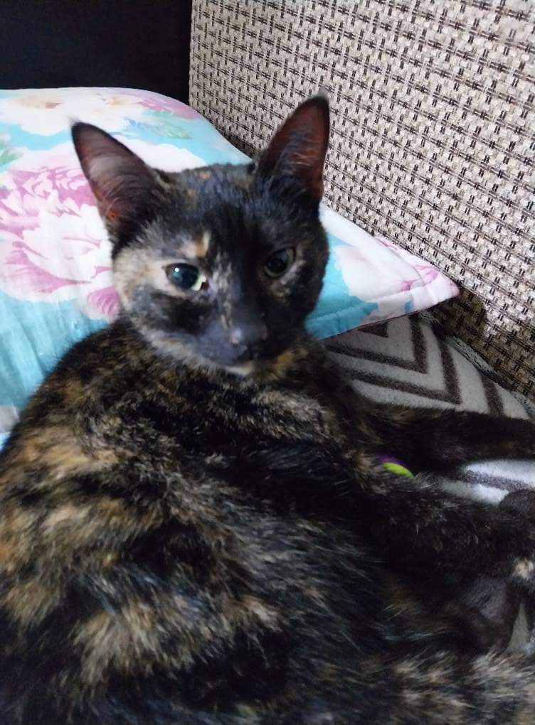 Tortie