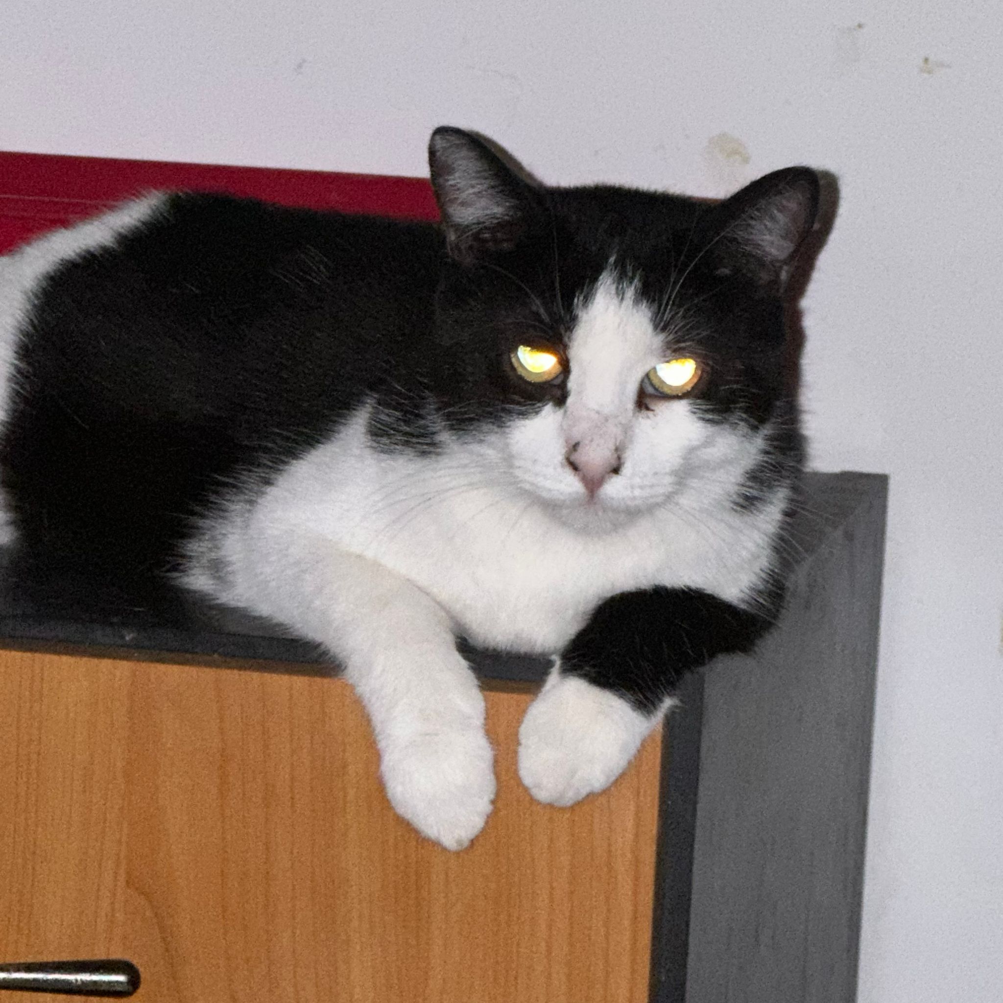 Felix