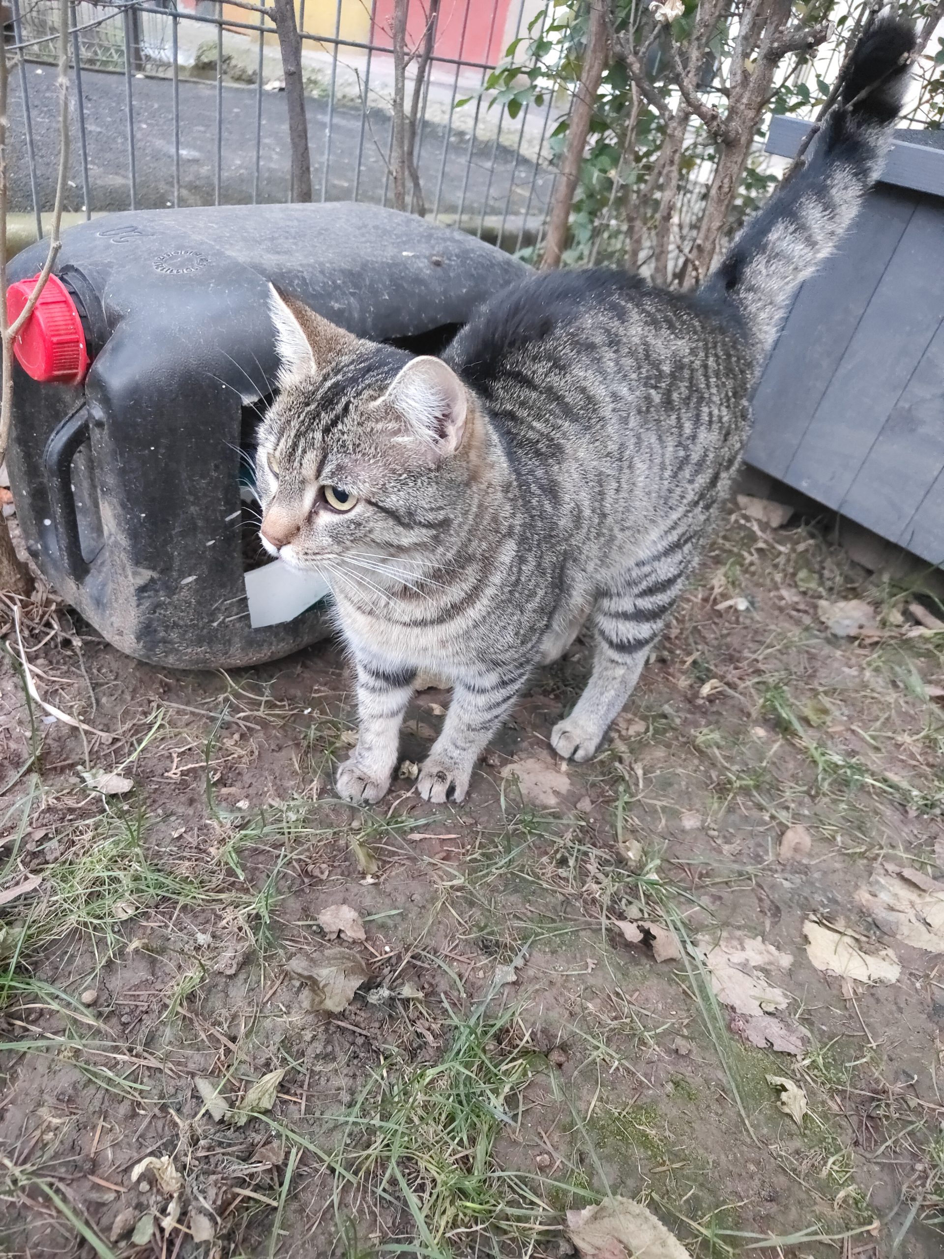 Adopție pisică