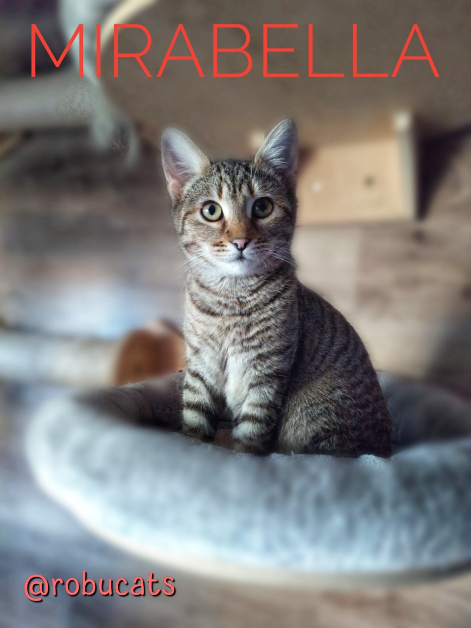 Două pisicuțe adorabile mamă și fiică