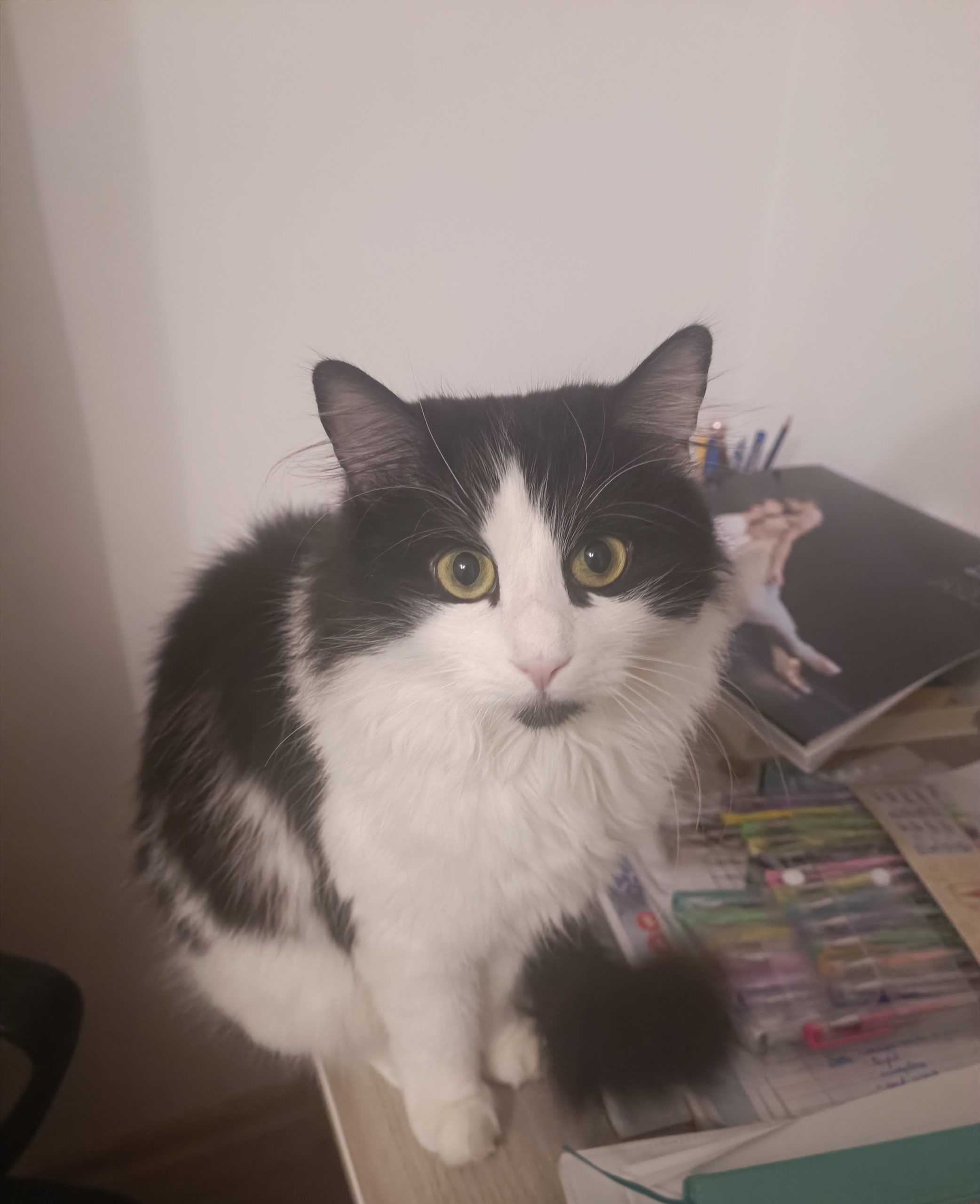 Dau motan spre adopție