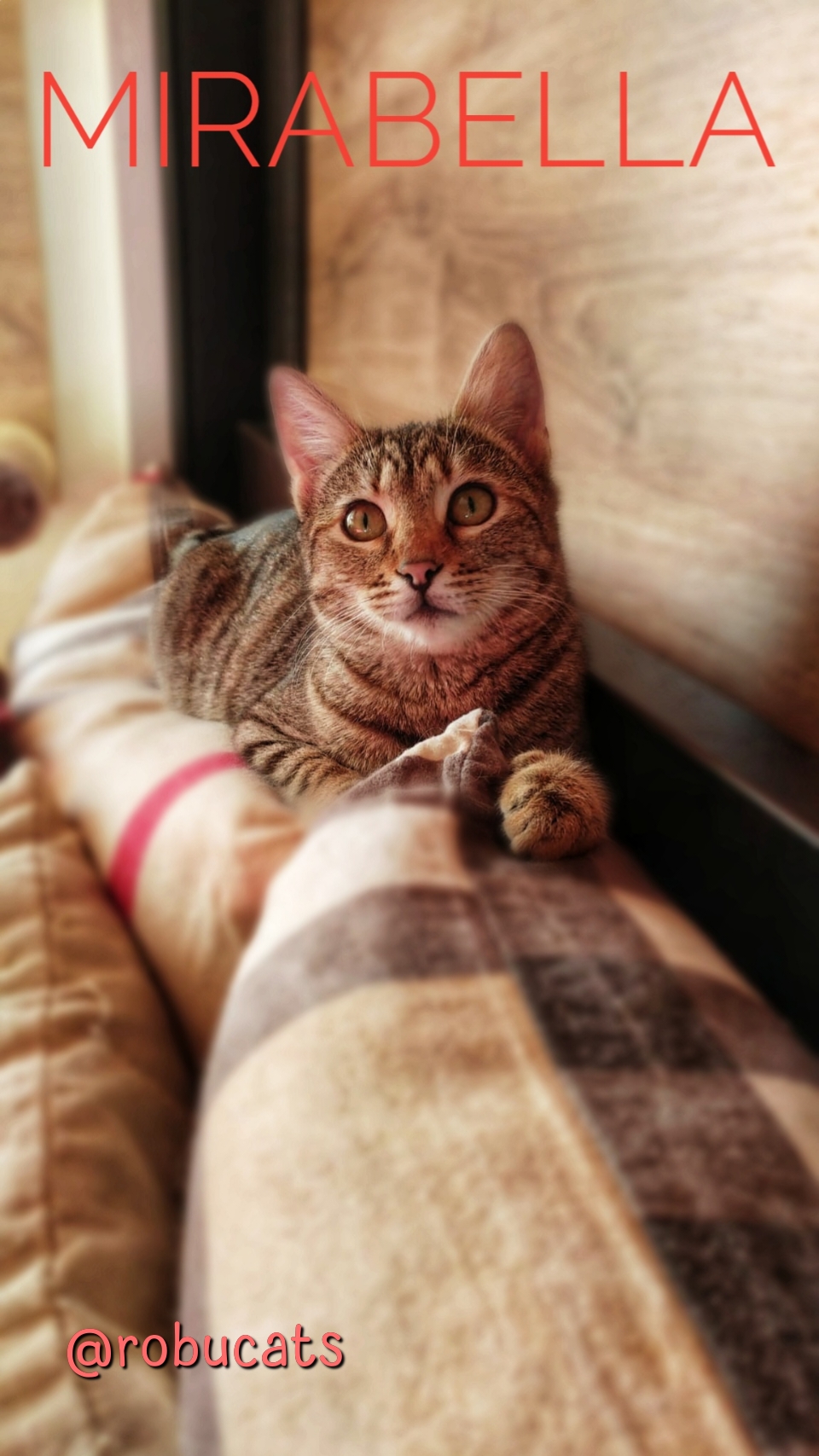 Două pisicuțe adorabile mamă și fiică
