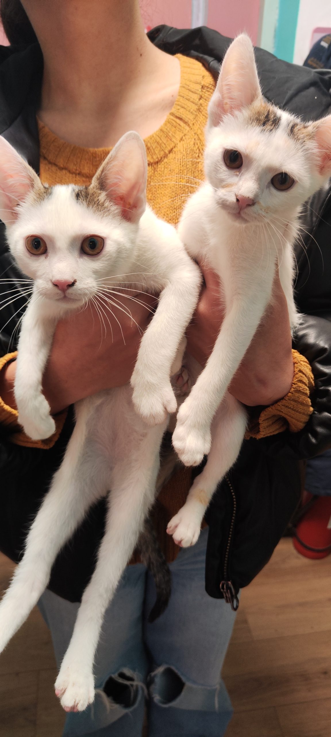 Milky și Pasky, 2 pisoi adorabili