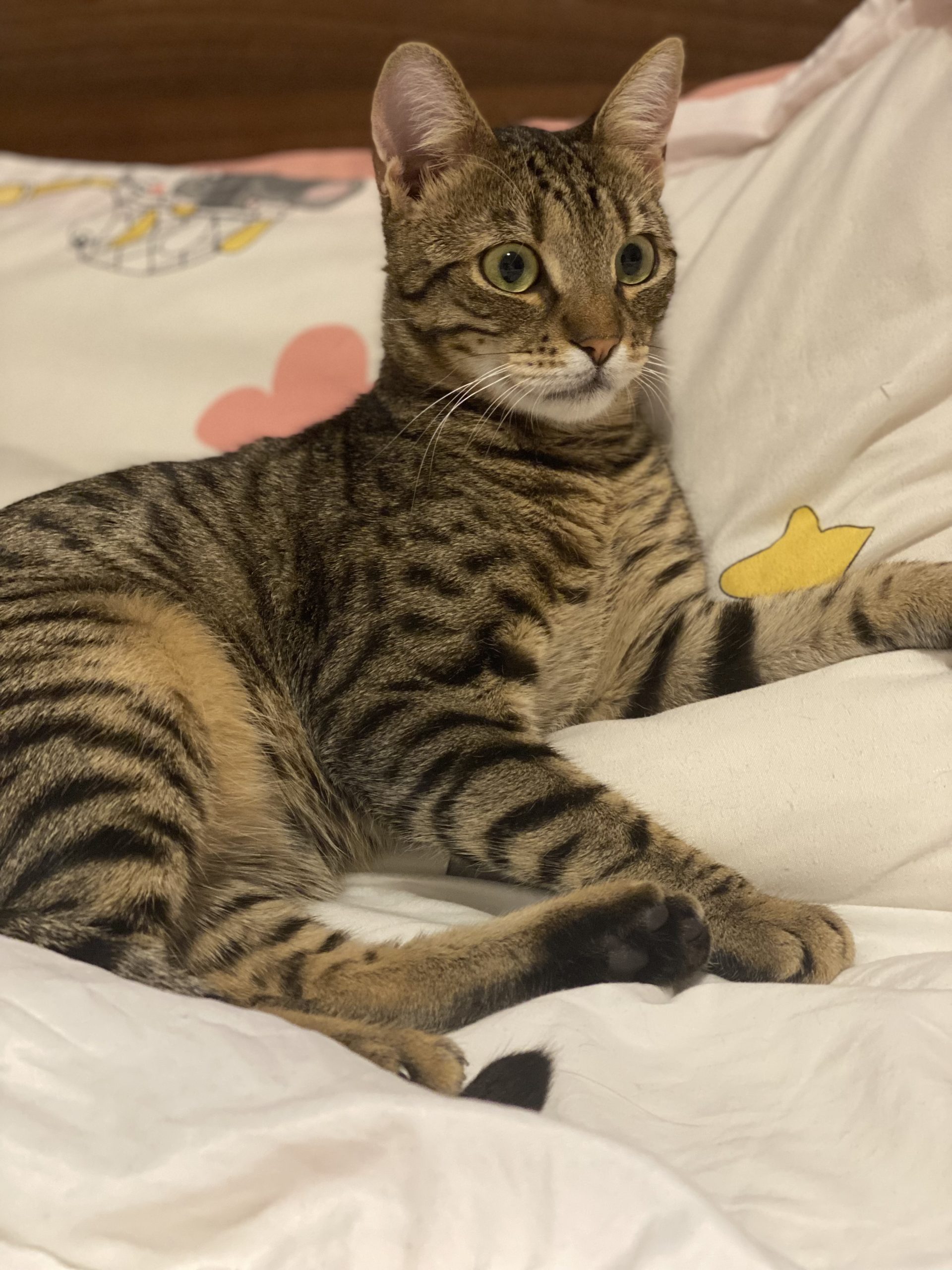 Lucky, motanel de 9 luni, vaccinat si sterilizat