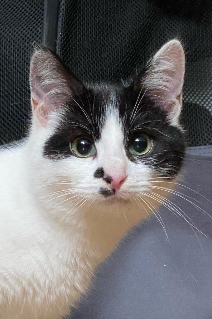 S.O.S. MAX are nevoie urgentă de adopție!