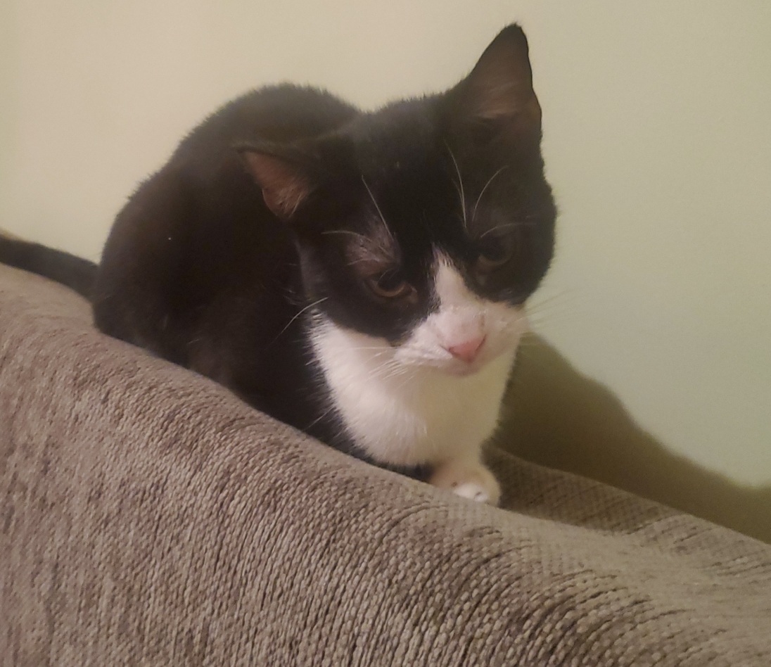 Pisică domestică alb cu negru
