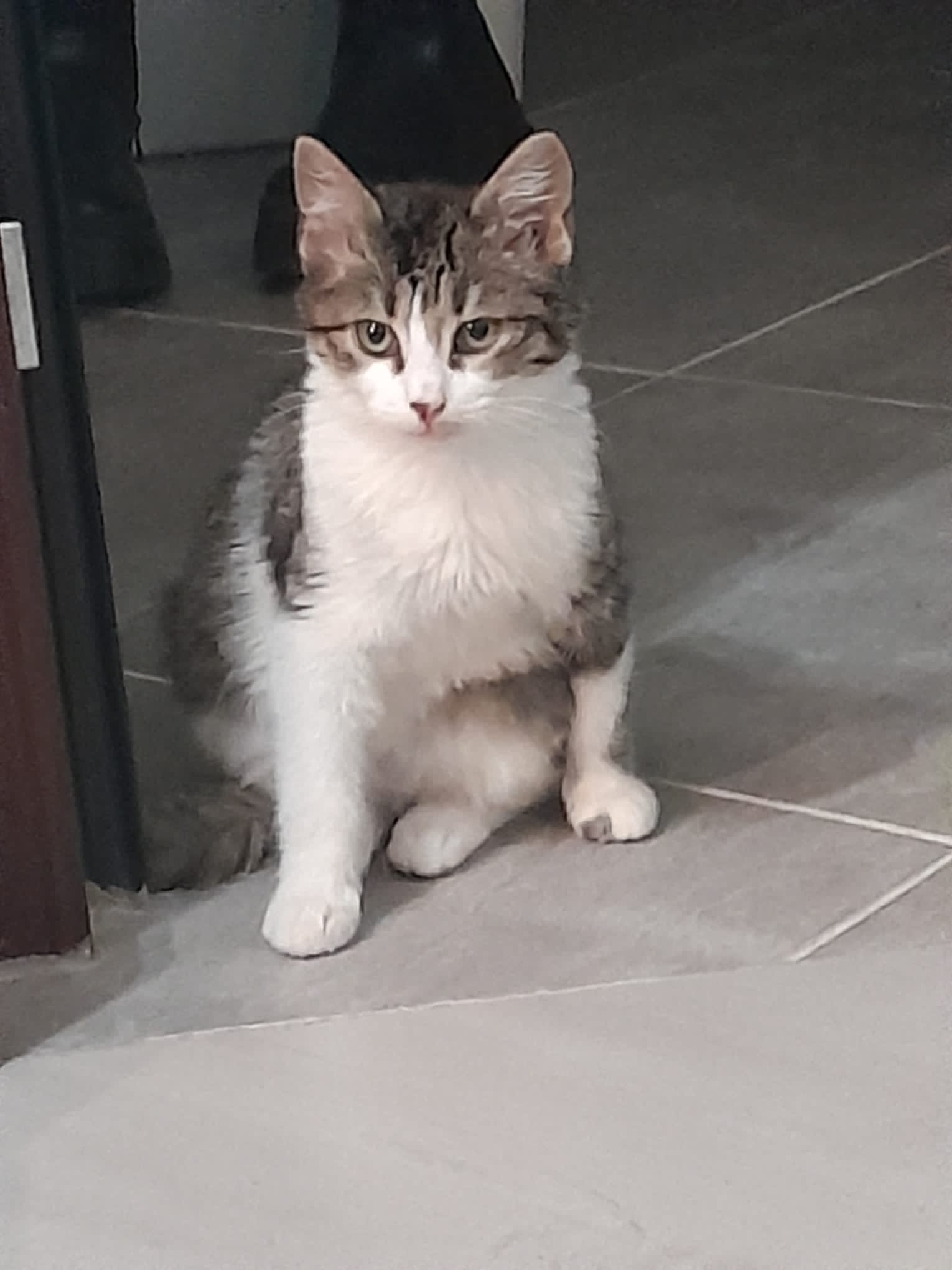Totolino vrea o familie