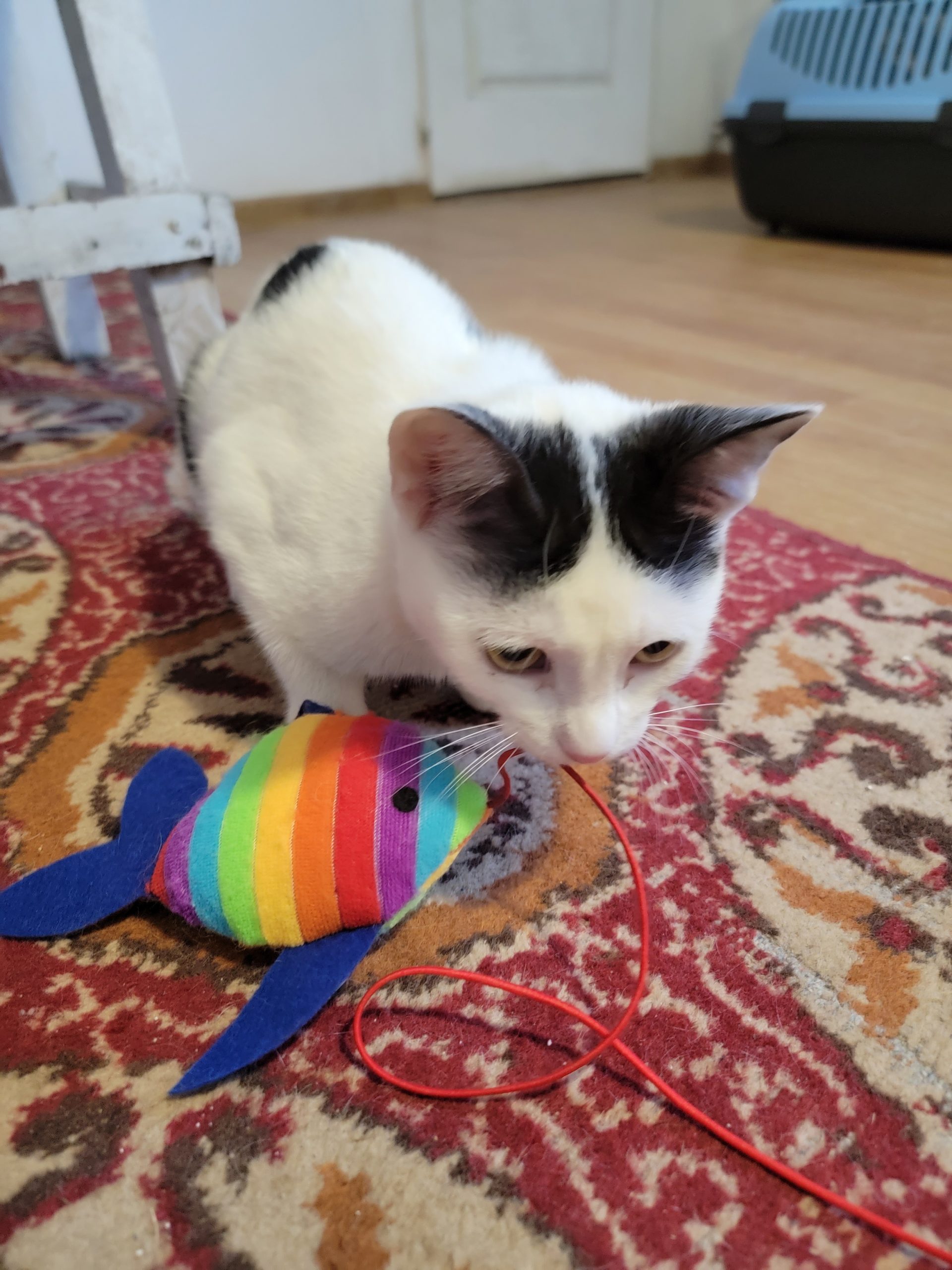Motanei de 6 luni pentru adoptie