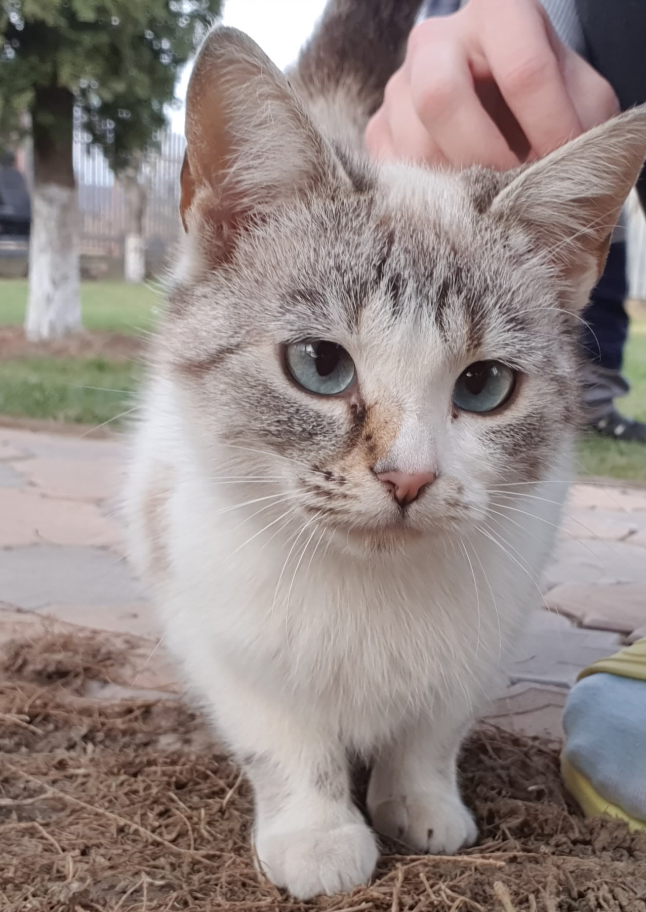 Pisicute in varsta de 6 luni