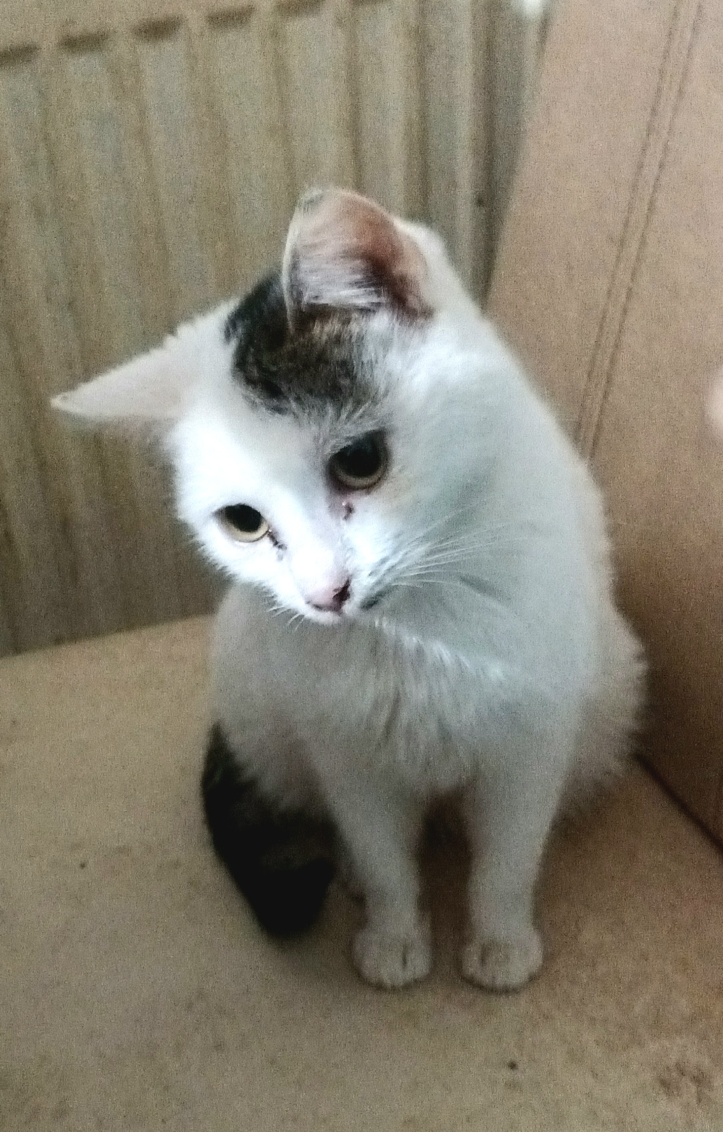Prințesa