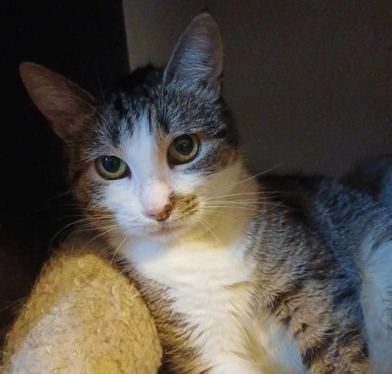 Hazel