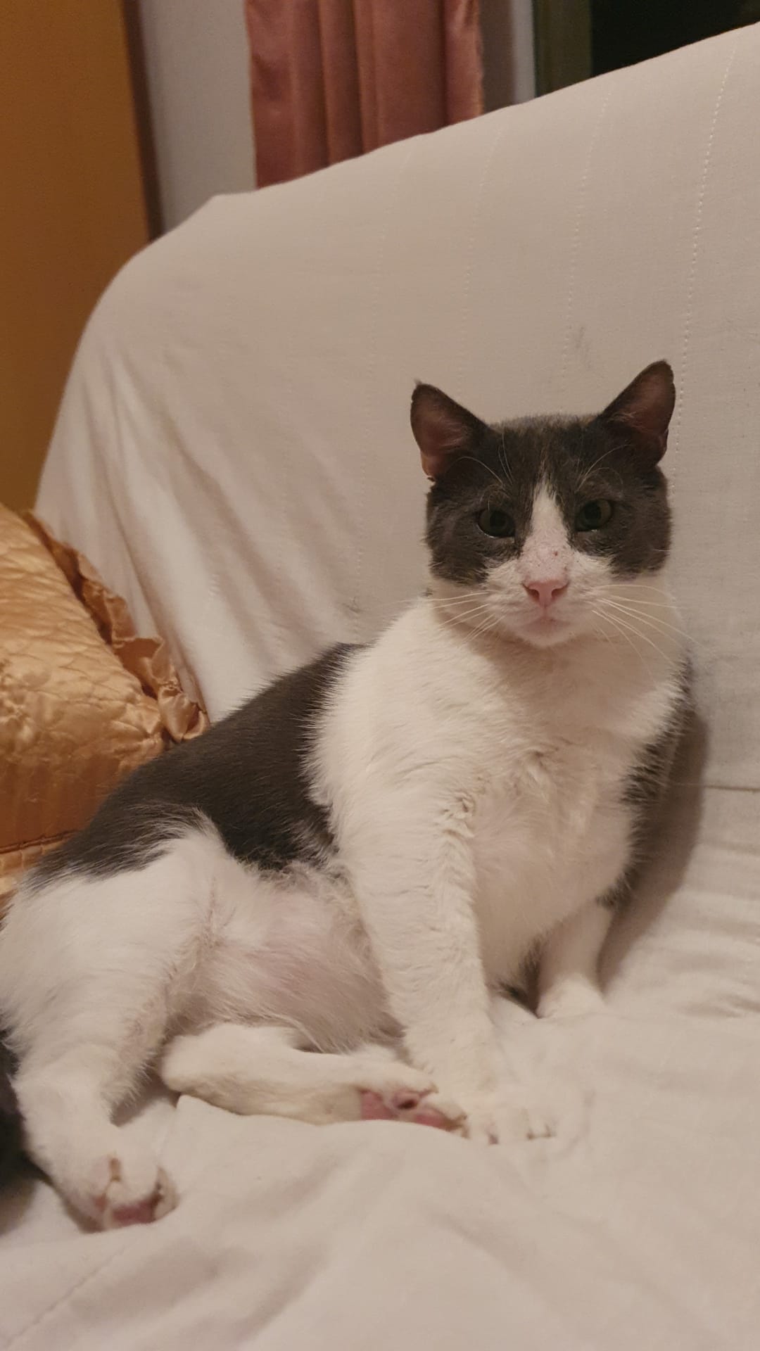 Pepenas