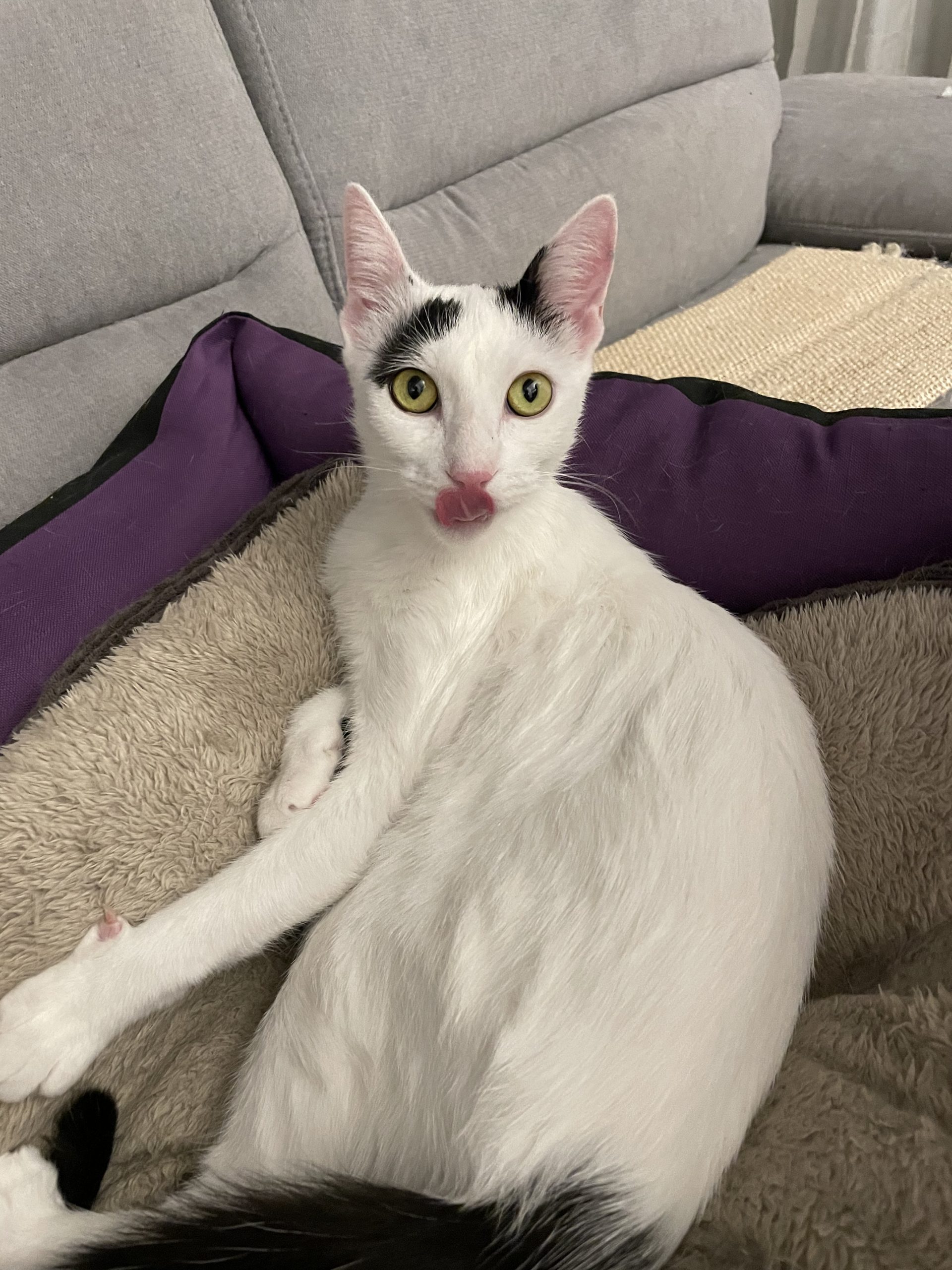 Fetite frumoase si blande pentru adoptii super responsabile