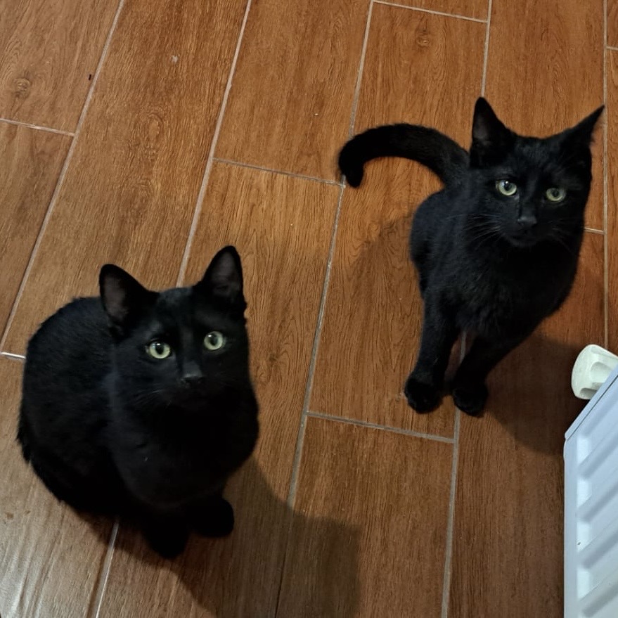 2 Lilieci adorabili cauta familie