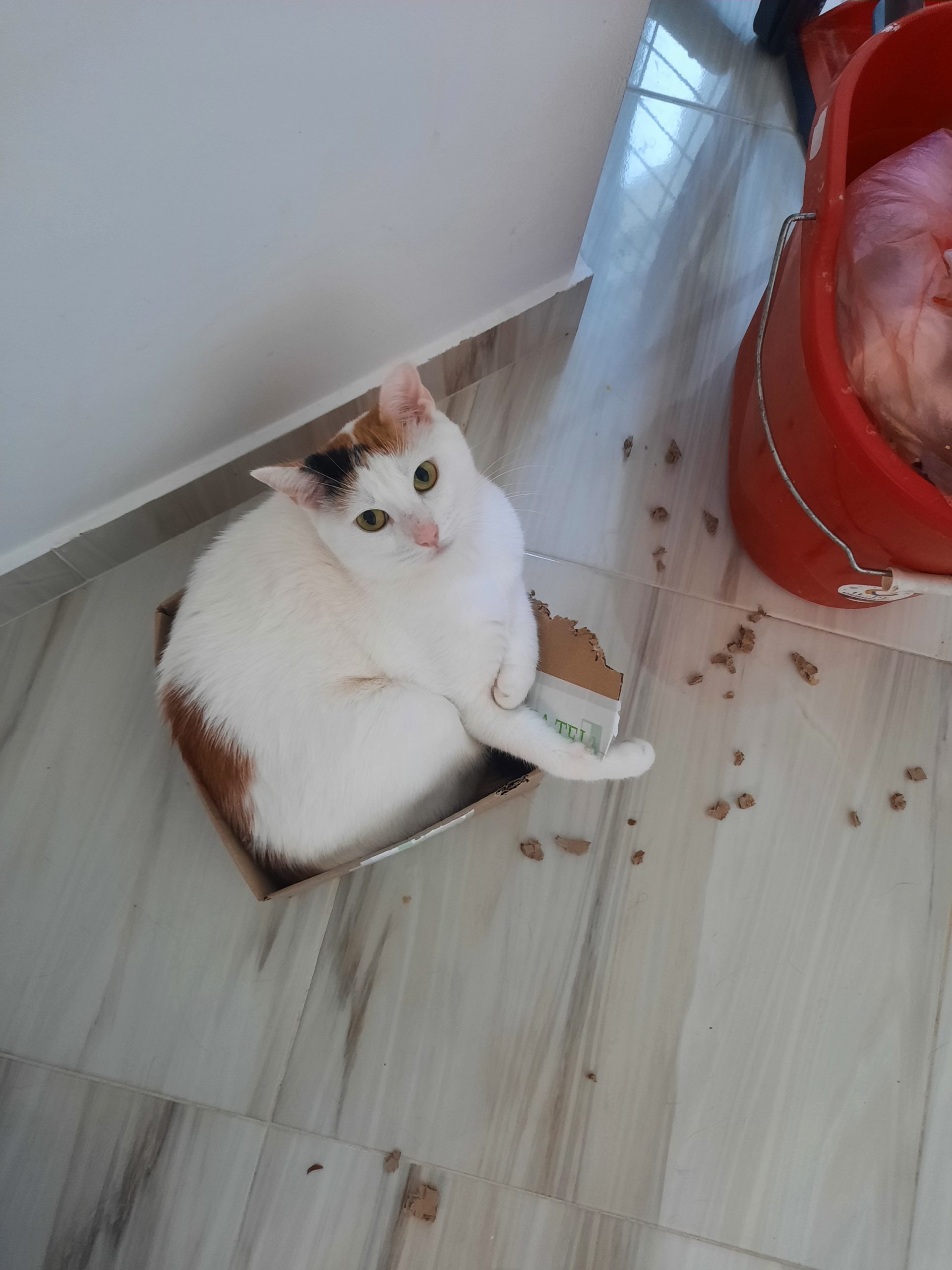 Bonborini cauta stapani iubitori