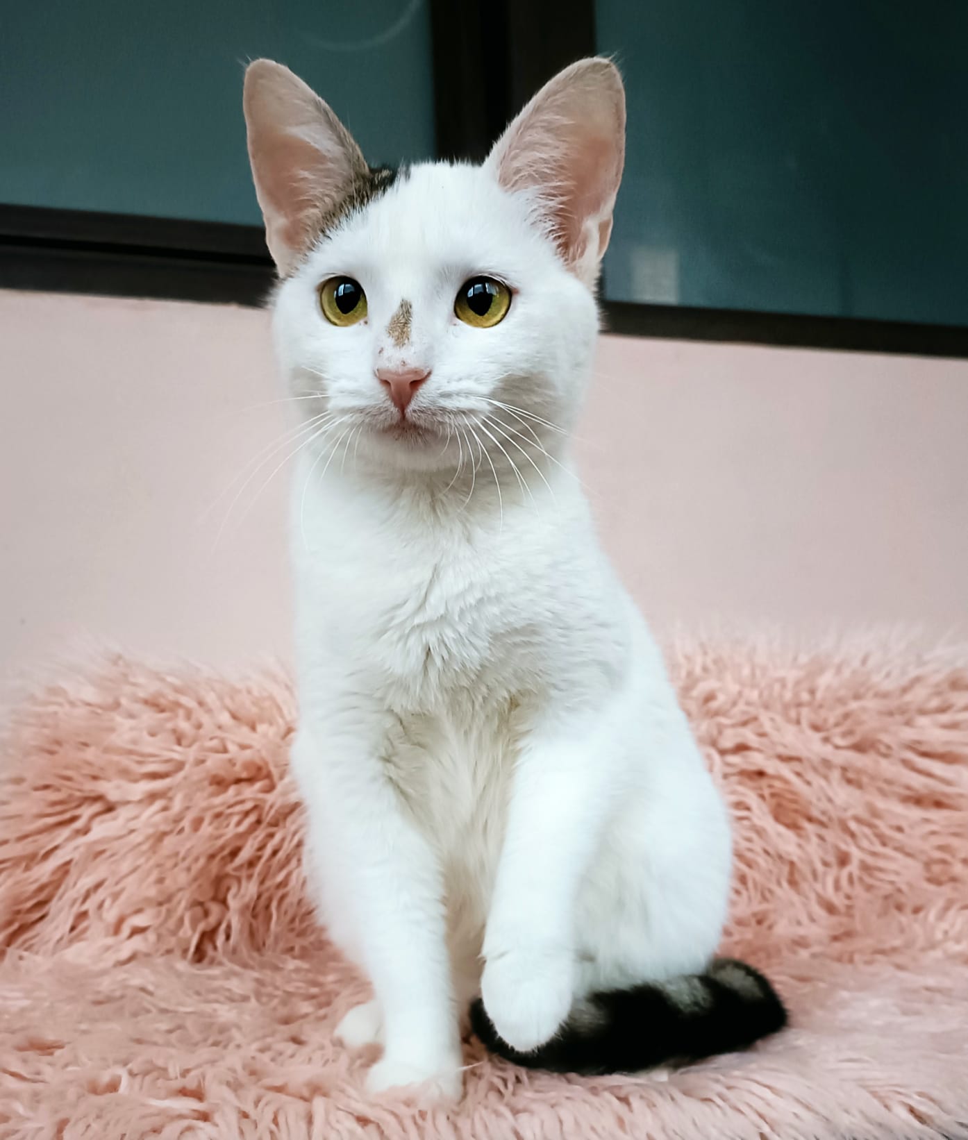 Cleo si dorinta de a trai