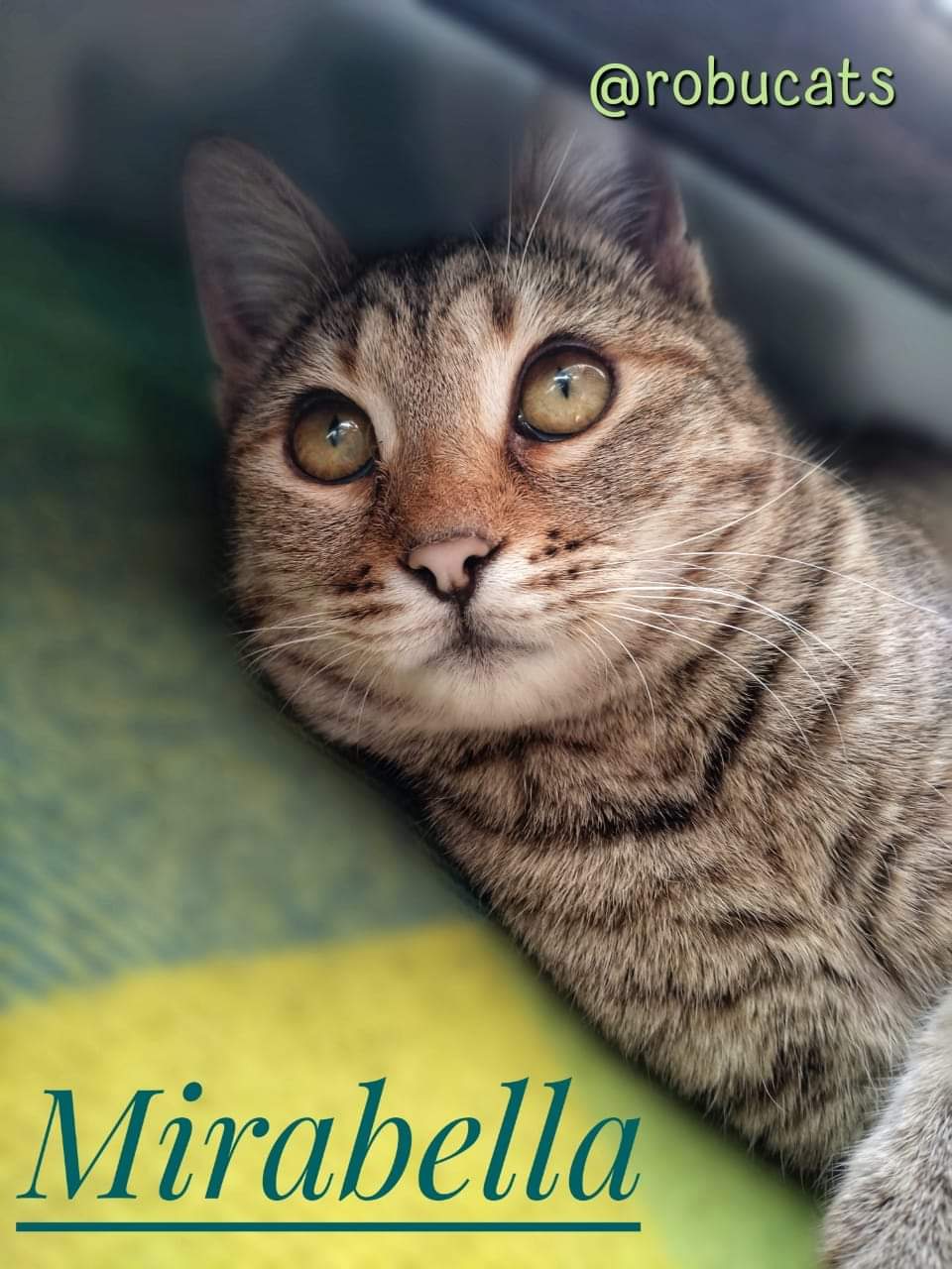 Două pisicuțe adorabile mamă și fiică