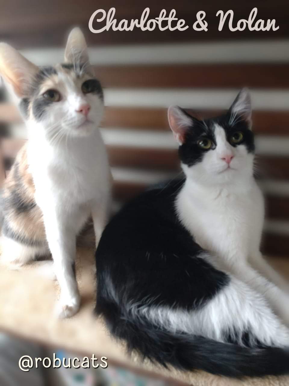 Cuplu de pisoiași frate/soră super dulci și blânzi