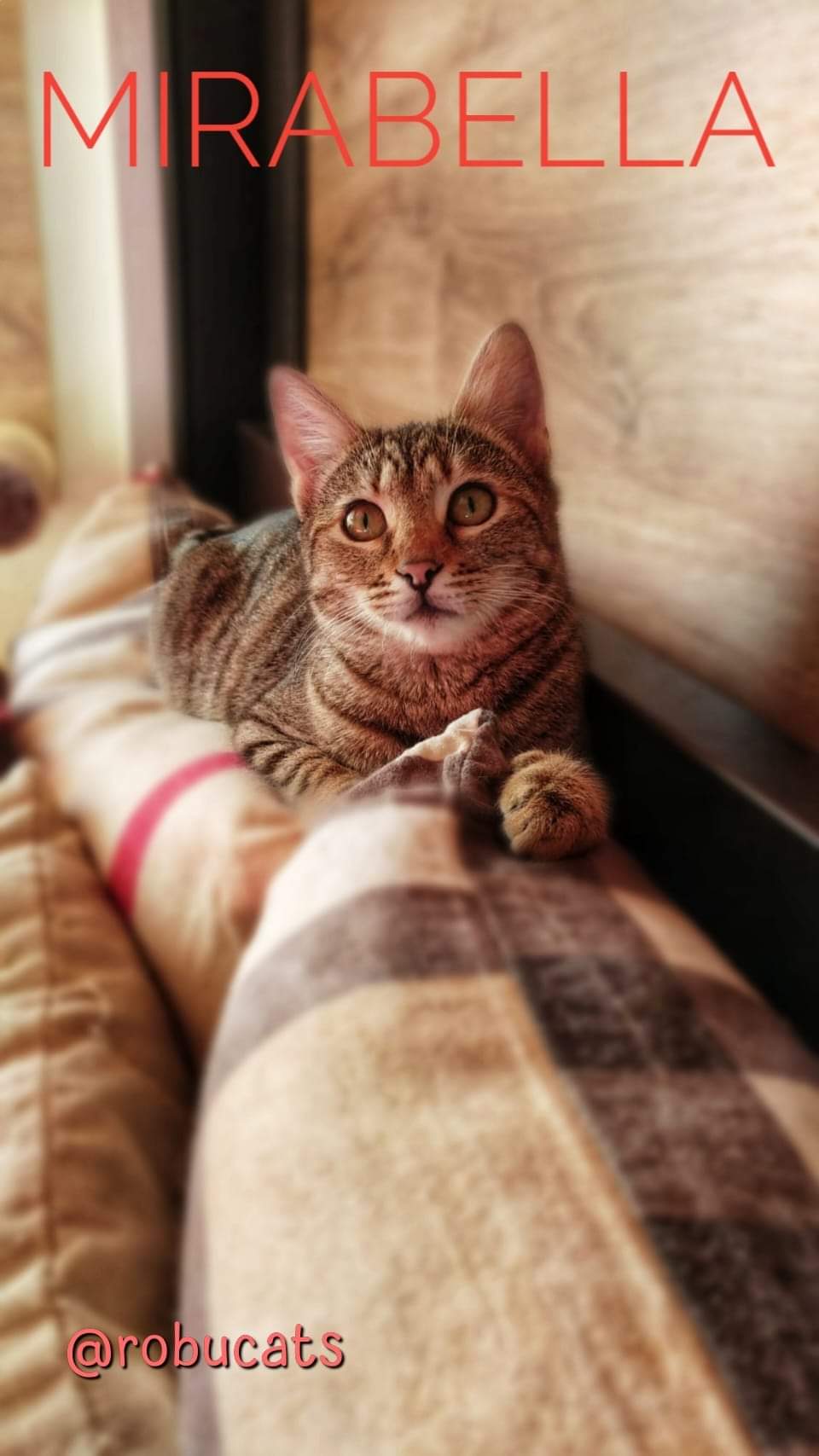 Două pisicuțe adorabile mamă și fiică
