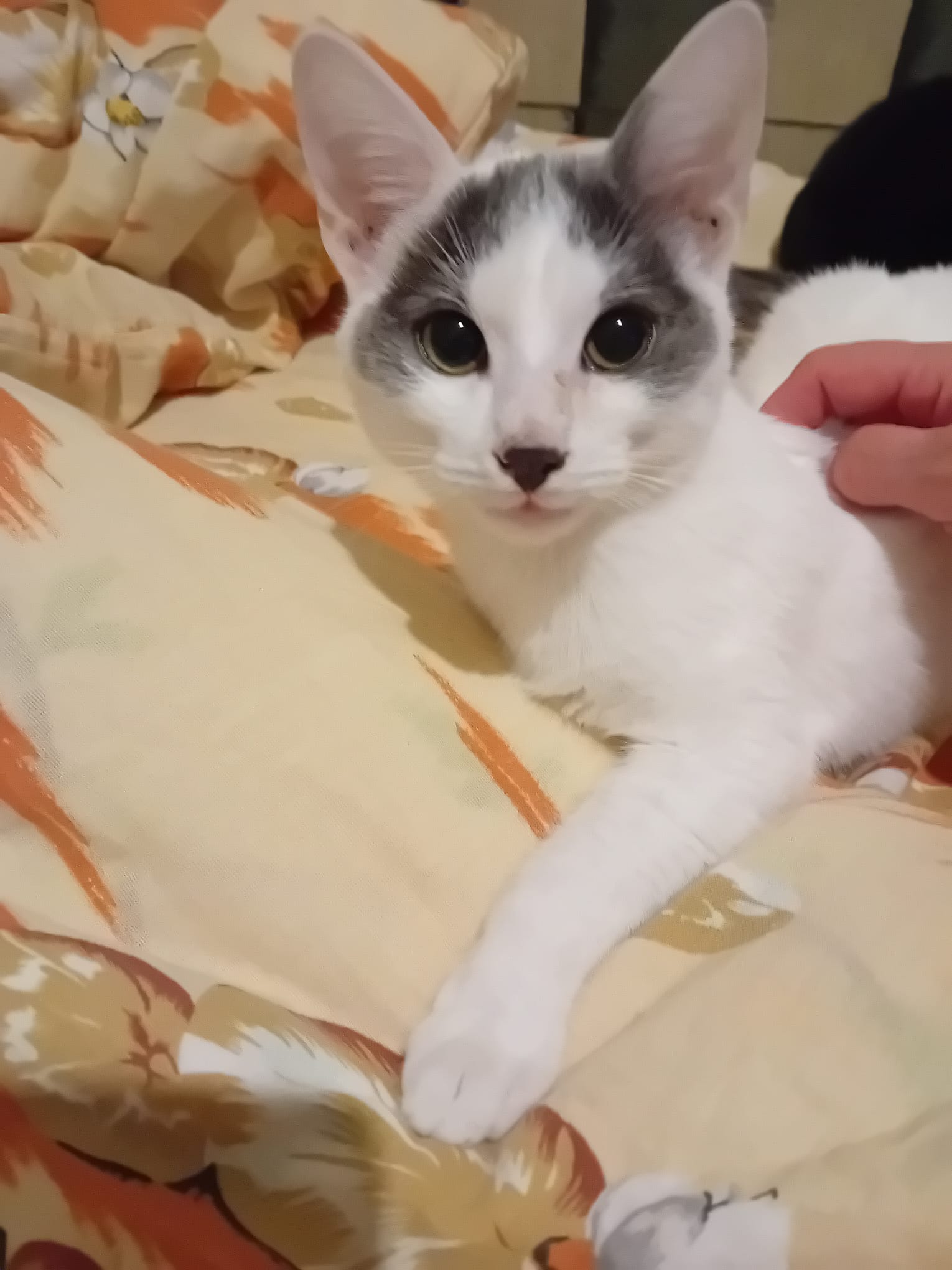 2 fratiori de 8 luni cauta casuta (Bucuresti)