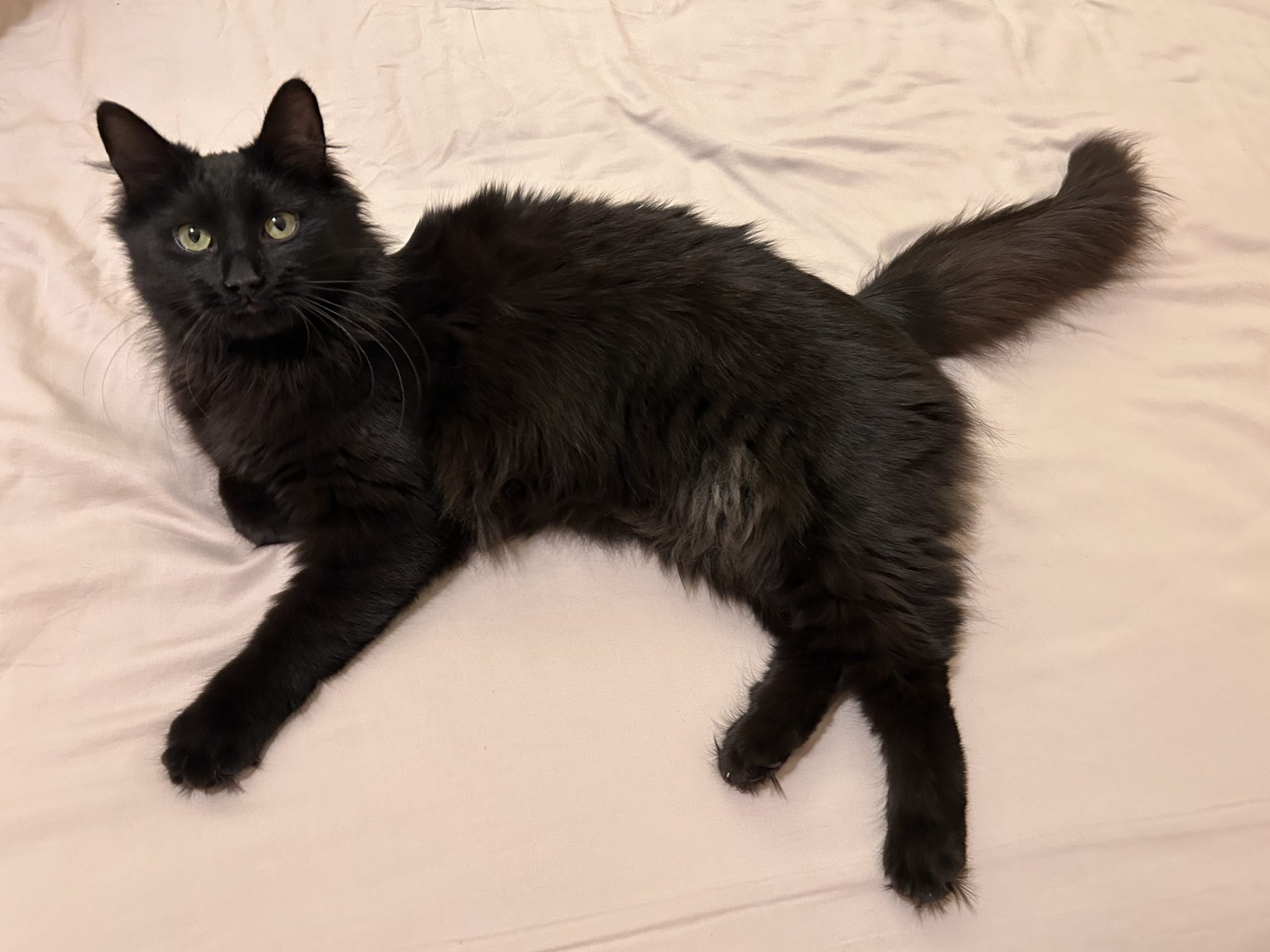 Veve pentru adoptie