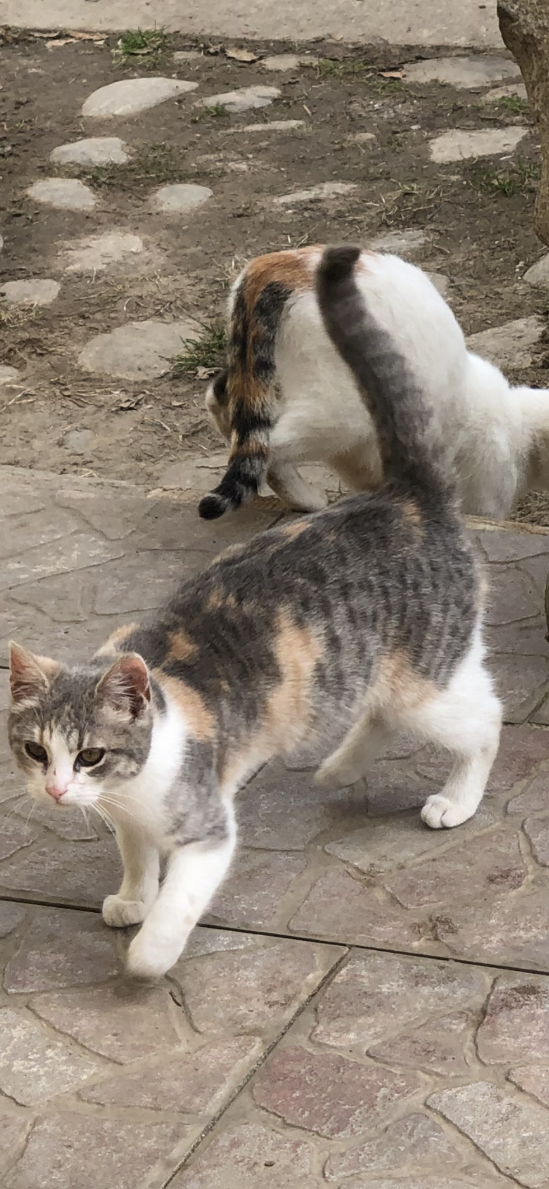 Pisicuta frumoasa caut casa
