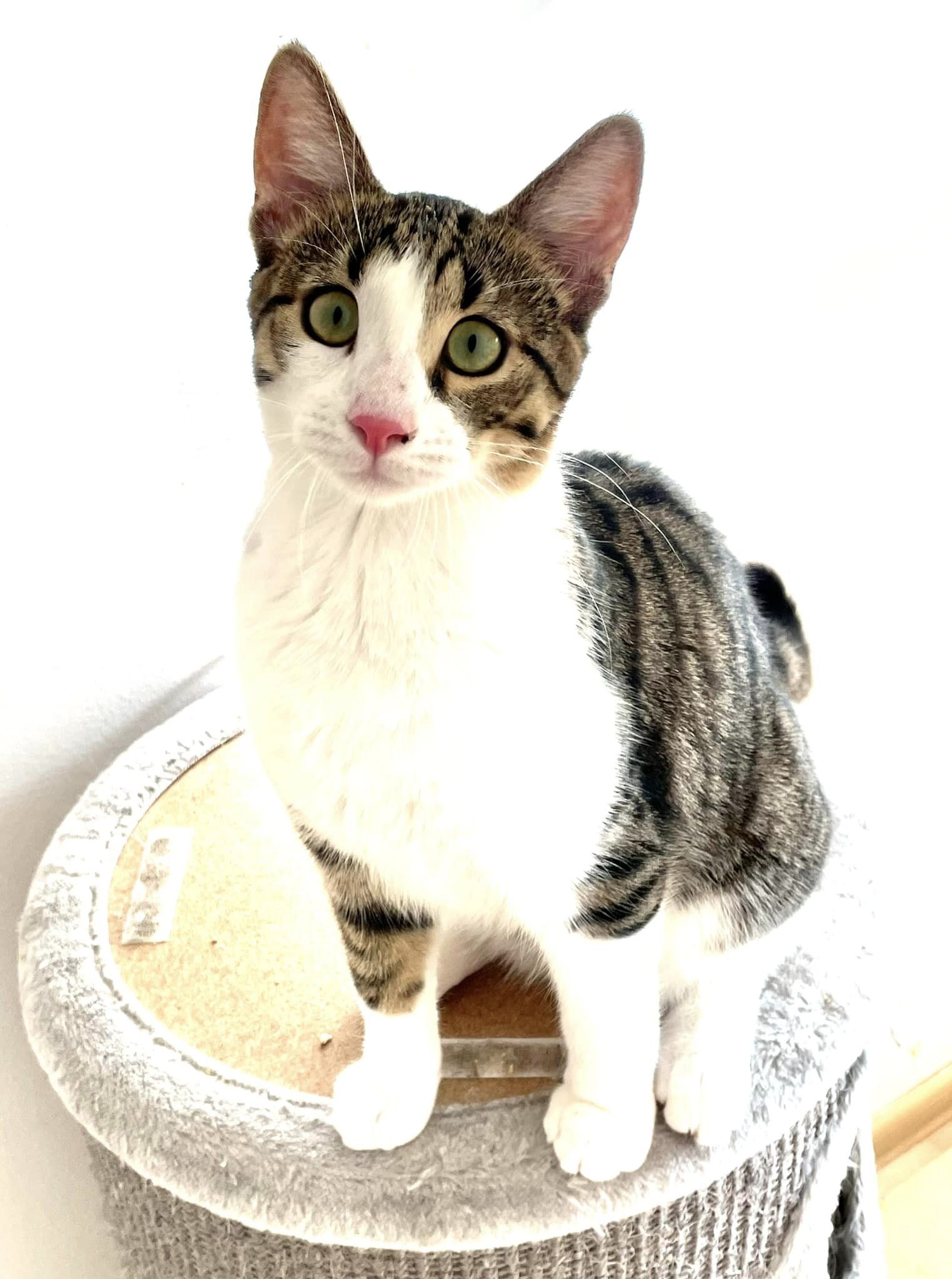 Jinx baietel, 1 an,  de adoptat si iubit toata viata