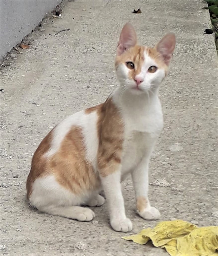 Karamel, ochisori sasii, blanita moale si catifelata