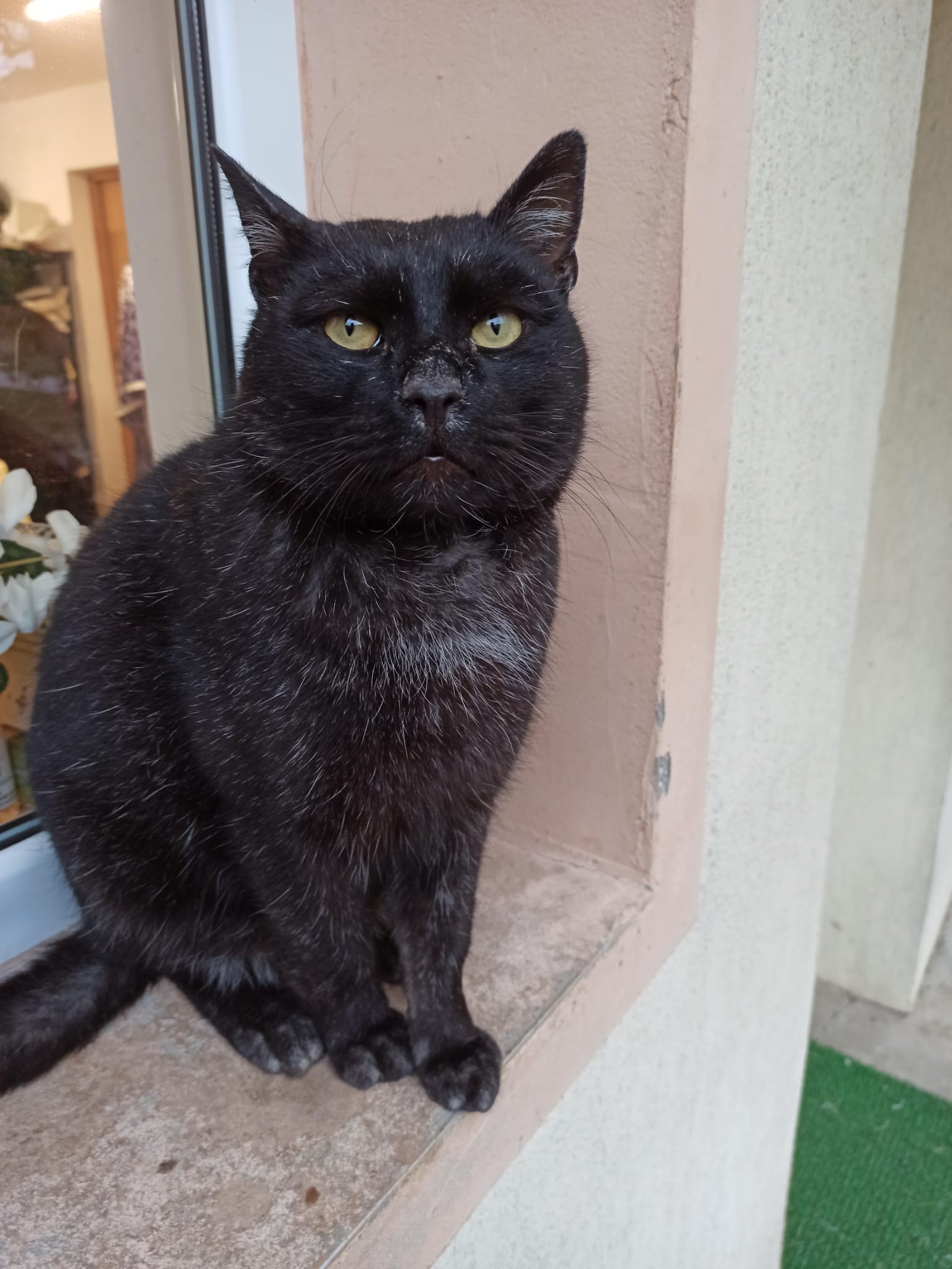 Motan negru de adoptat
