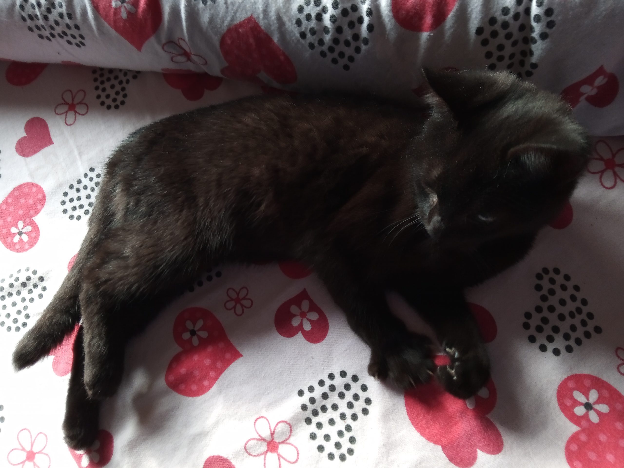 💓 pisicuta neagra 💓