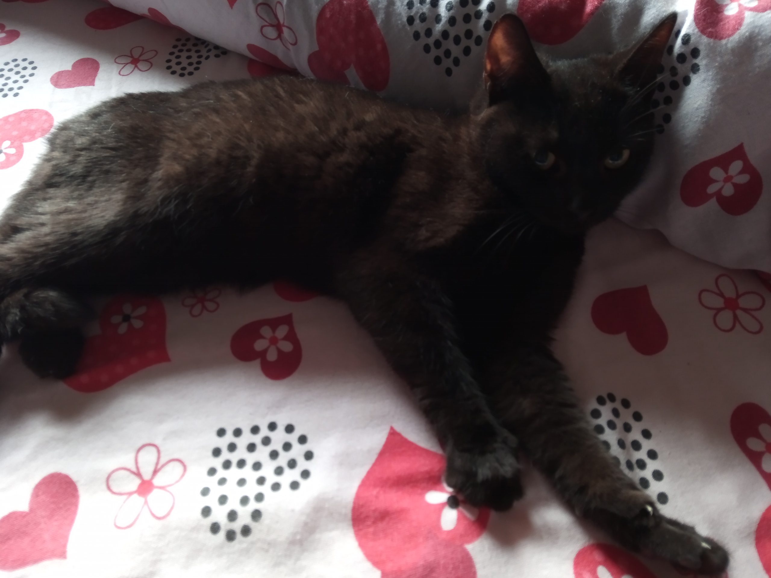 🎀 pisicuta neagra de luat acasa 🎀
