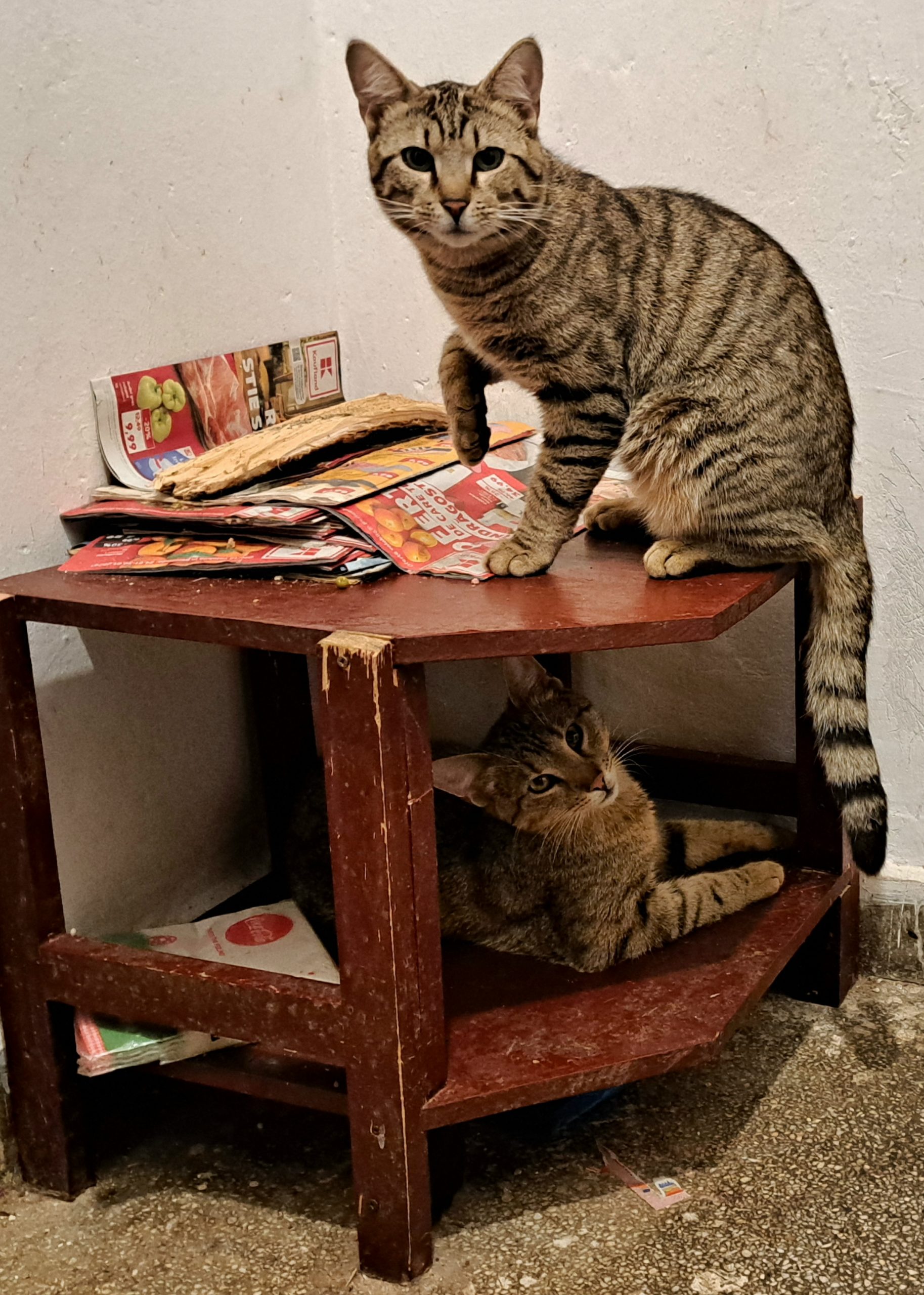 motenei cumintei si maricei -7 luni