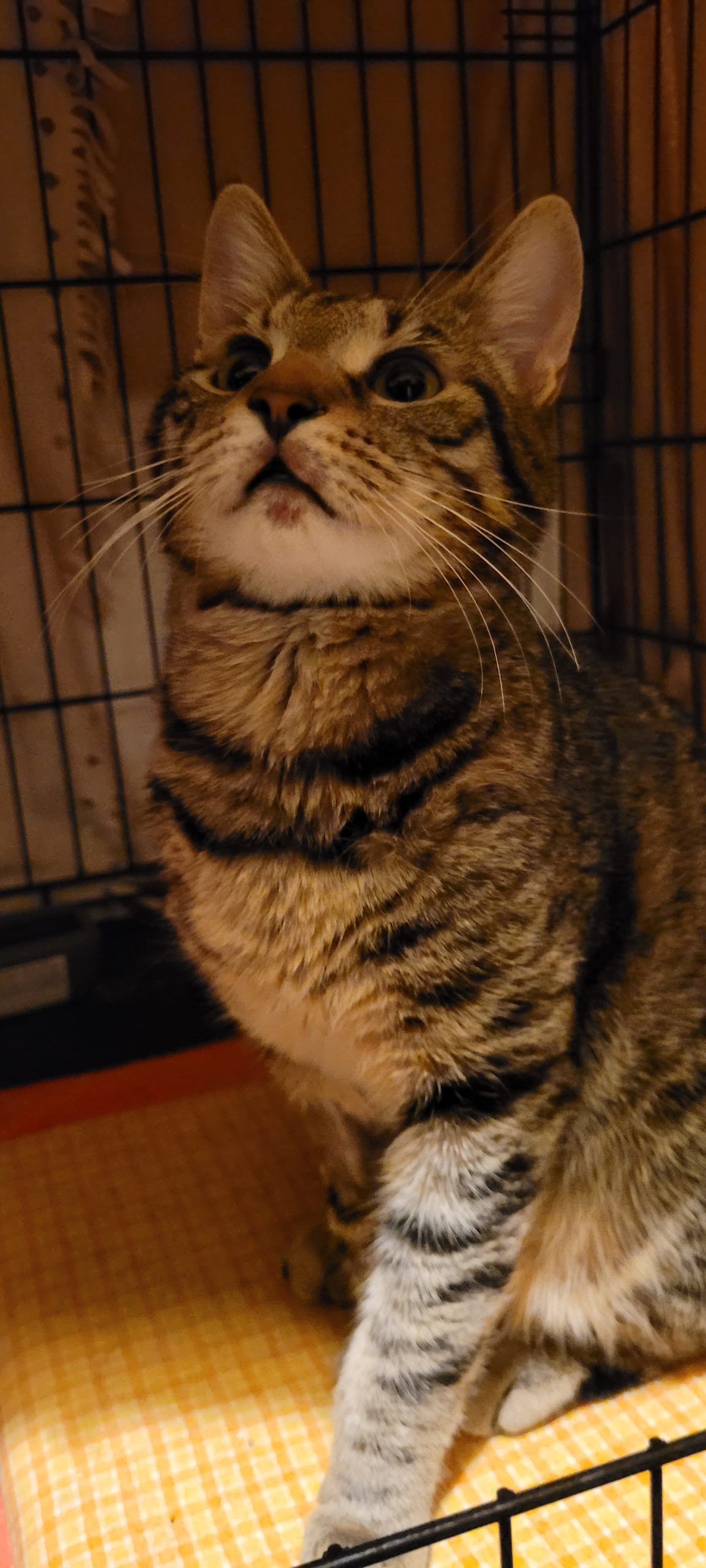 Lulu, motanel adoptie