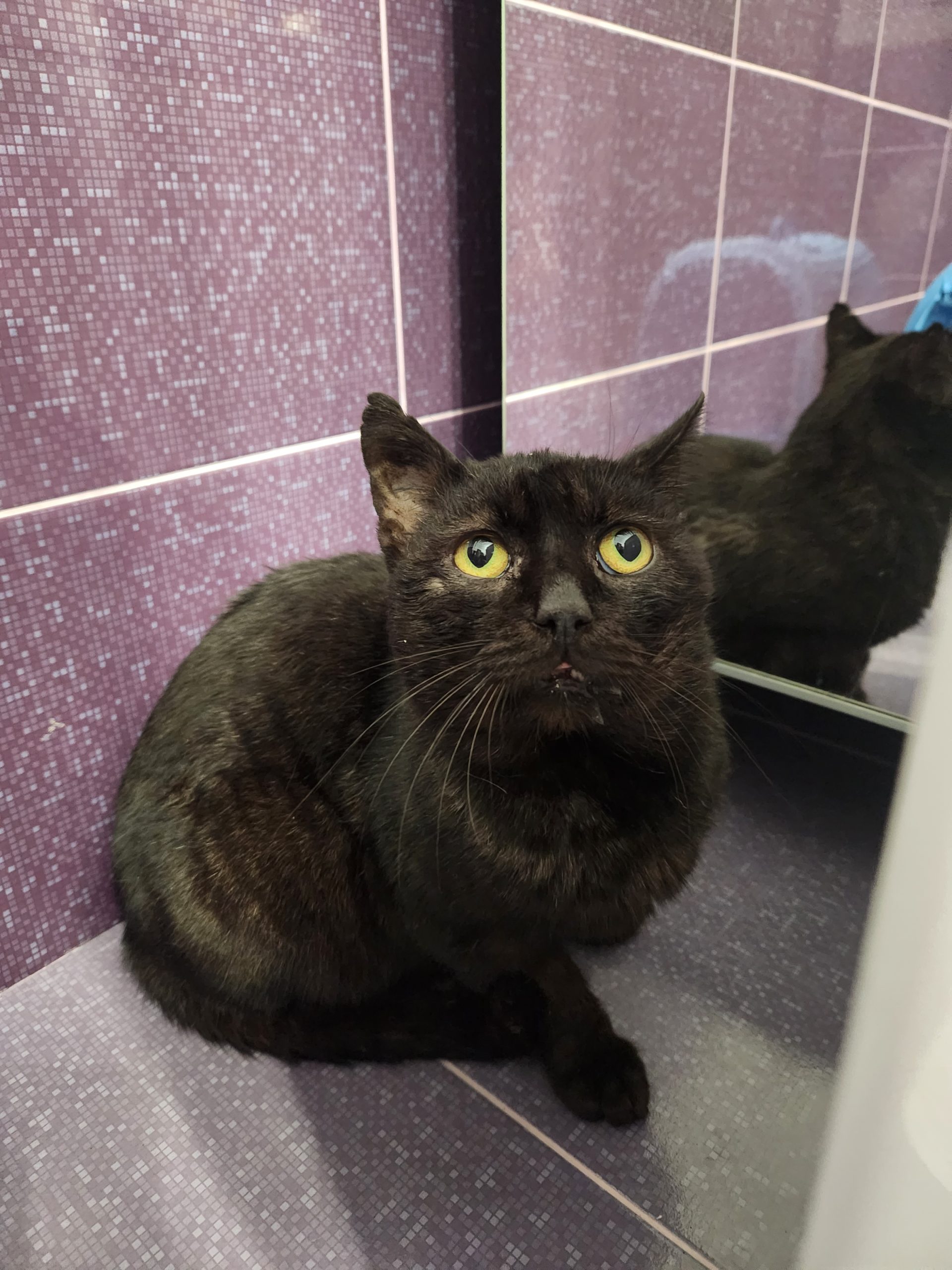 Adoptie Biscuite foarte bland