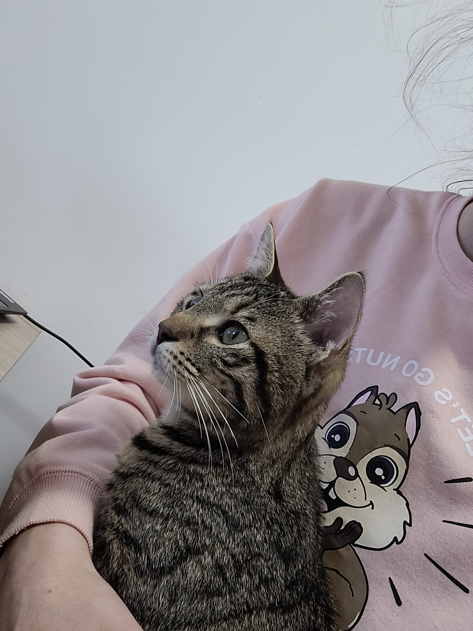 Lulu, motanel misto