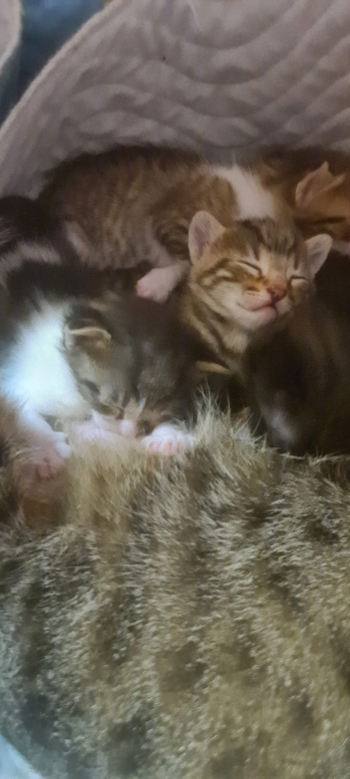 5 puișori drăgălași spre adopție