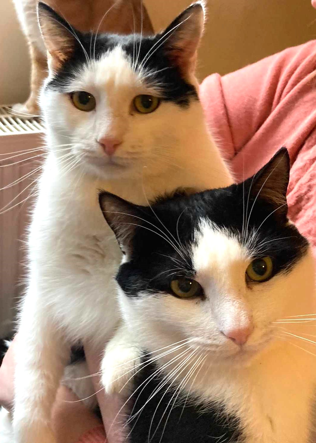 Panda si Oreo